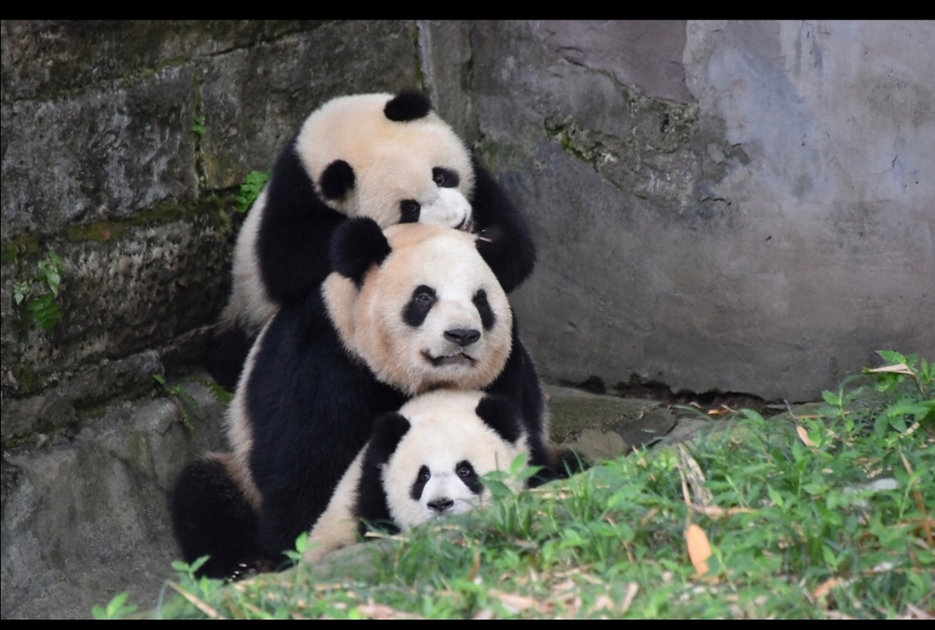 一家三口叠猫猫#大熊猫# #观点日日谈