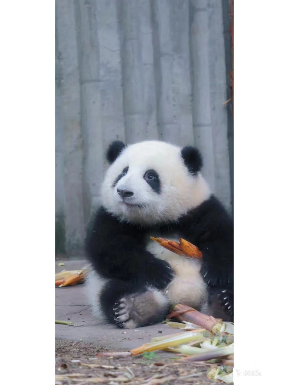 熊猫也是五个手指头和五个脚指头吗 #大熊猫# #百家号