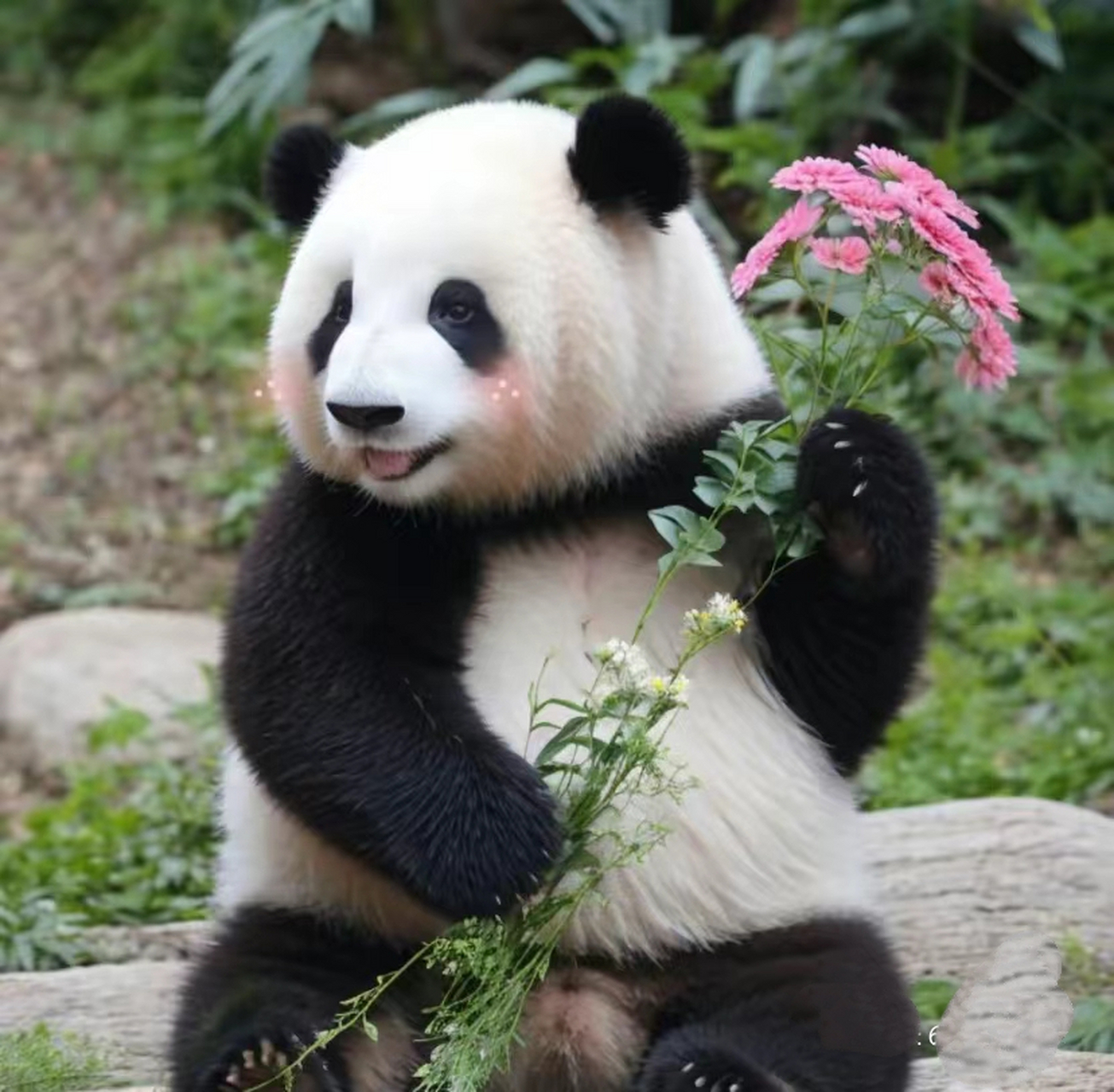 女明星屏保 快来拿你的壁纸 #大熊猫# #百家号