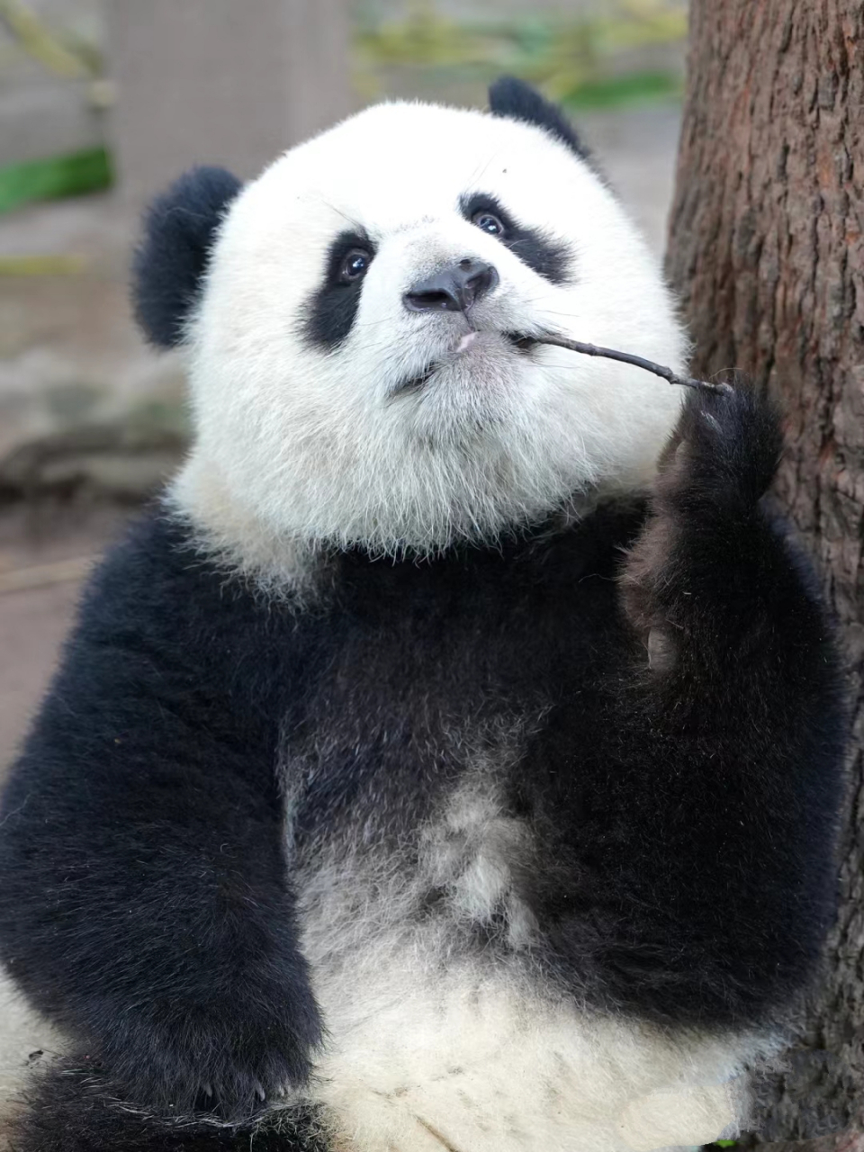 她在疯狂整活,这孩子有点废妈凹.#大熊猫