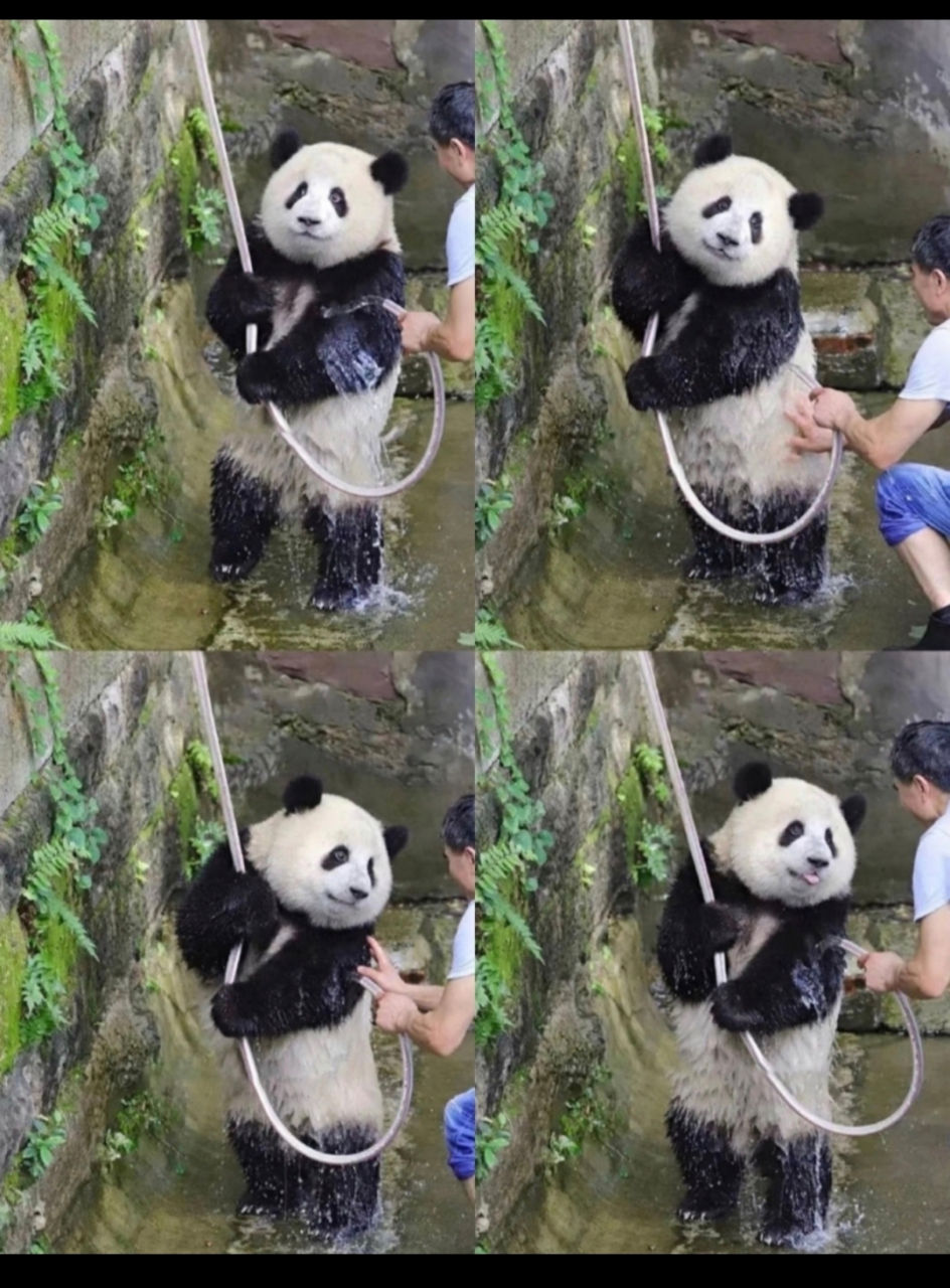 让开点,花花的绯闻男友来啦![高考必胜][高考必胜]#大熊猫