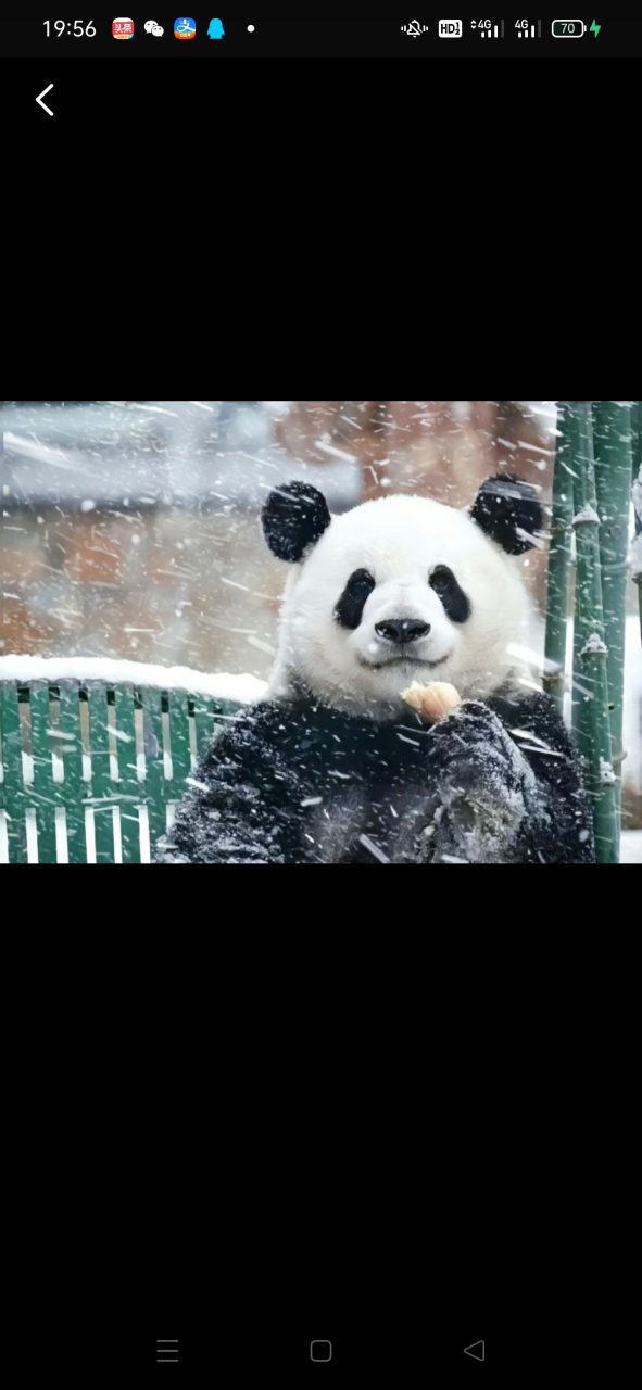 雪中霍萌兰#熊猫萌兰