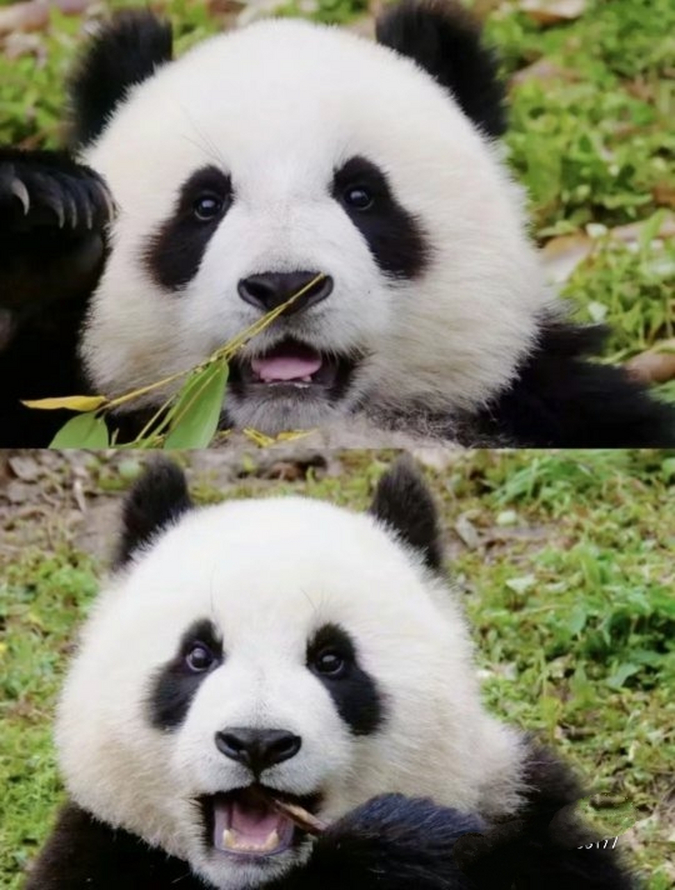 熊猫贝贝小可爱头条号图片