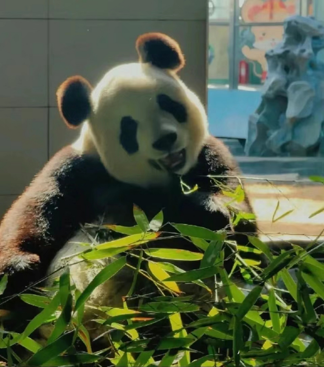 金虎:"这娘们怎么又买水军了啊[汗][汗]#大熊猫