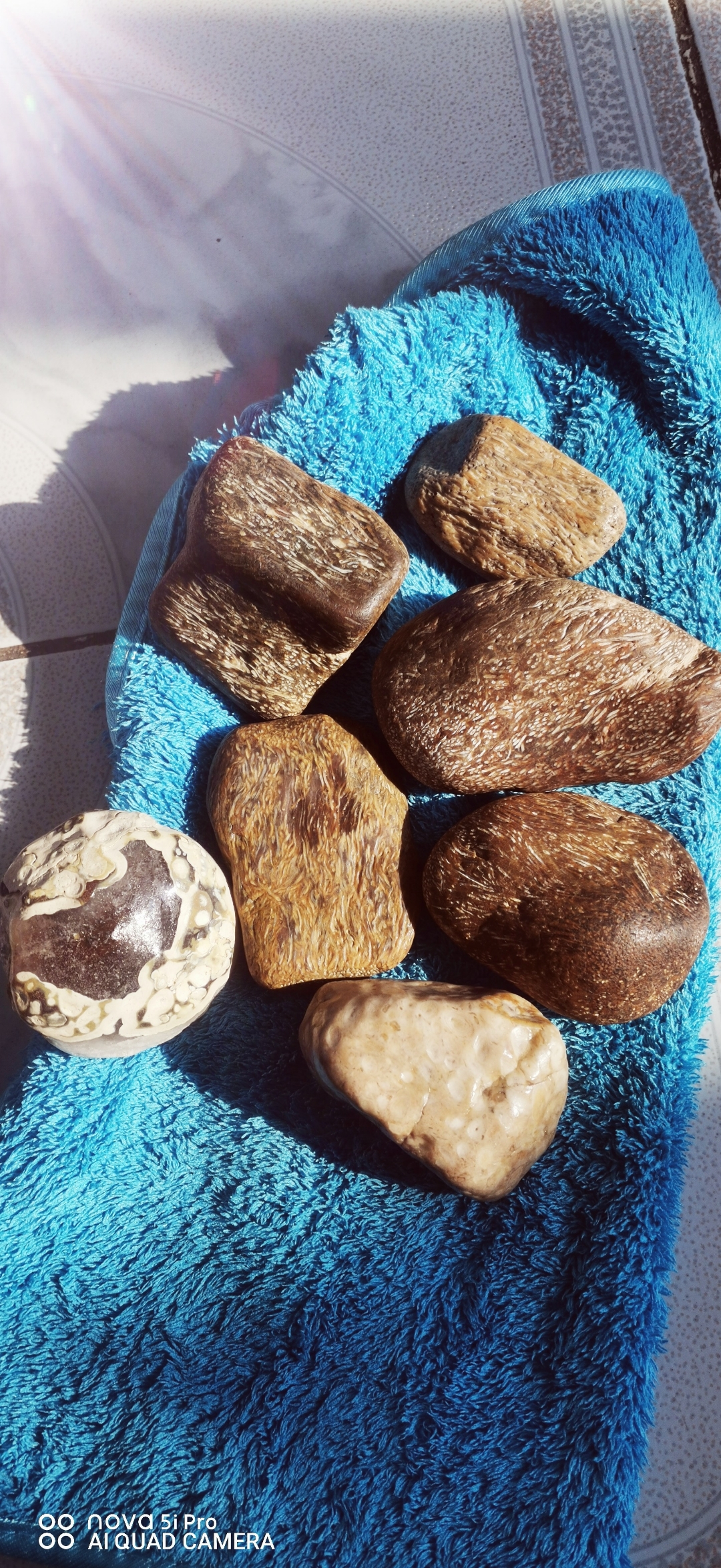 白垩纪时期的植物化石玉