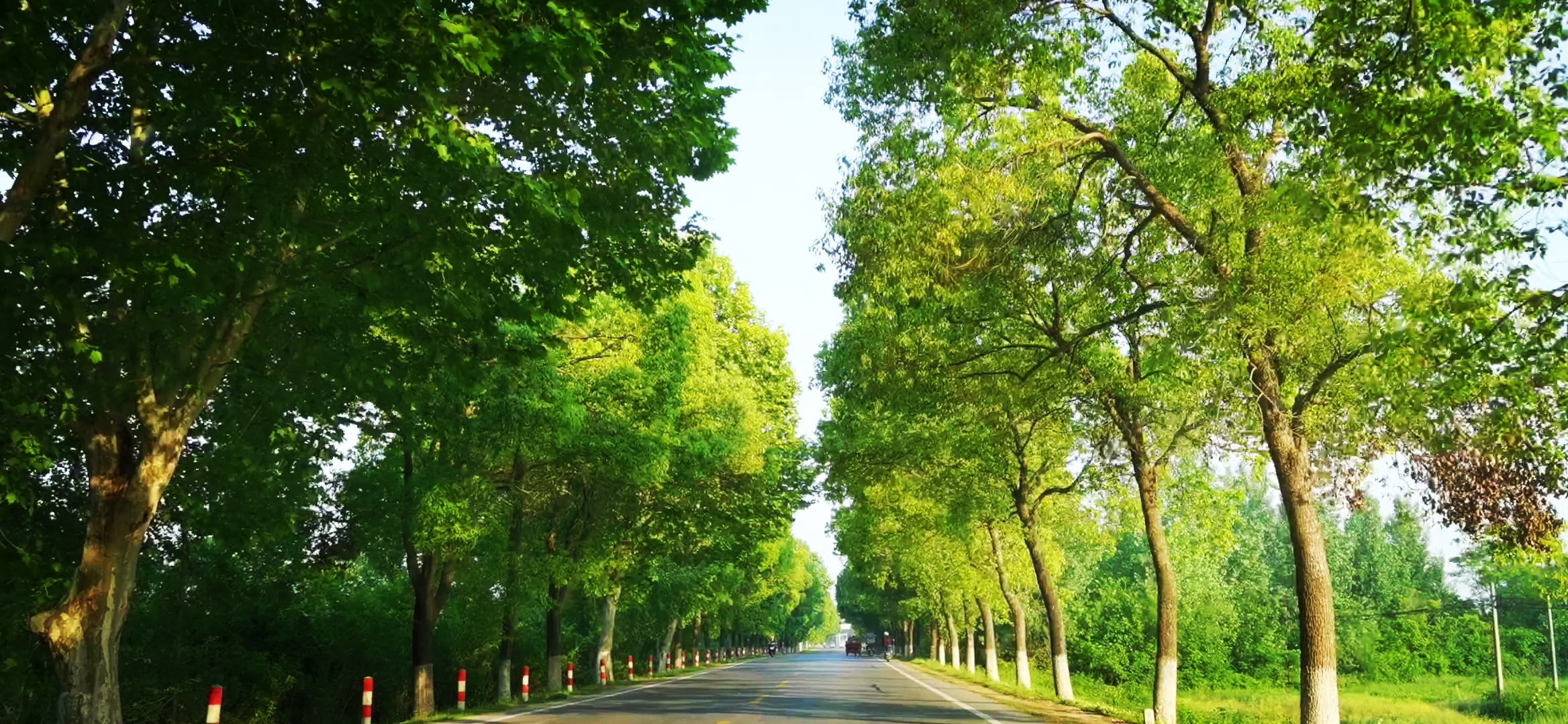 回家路上的风景# 这条柏油路真是让人心旷神怡呀!