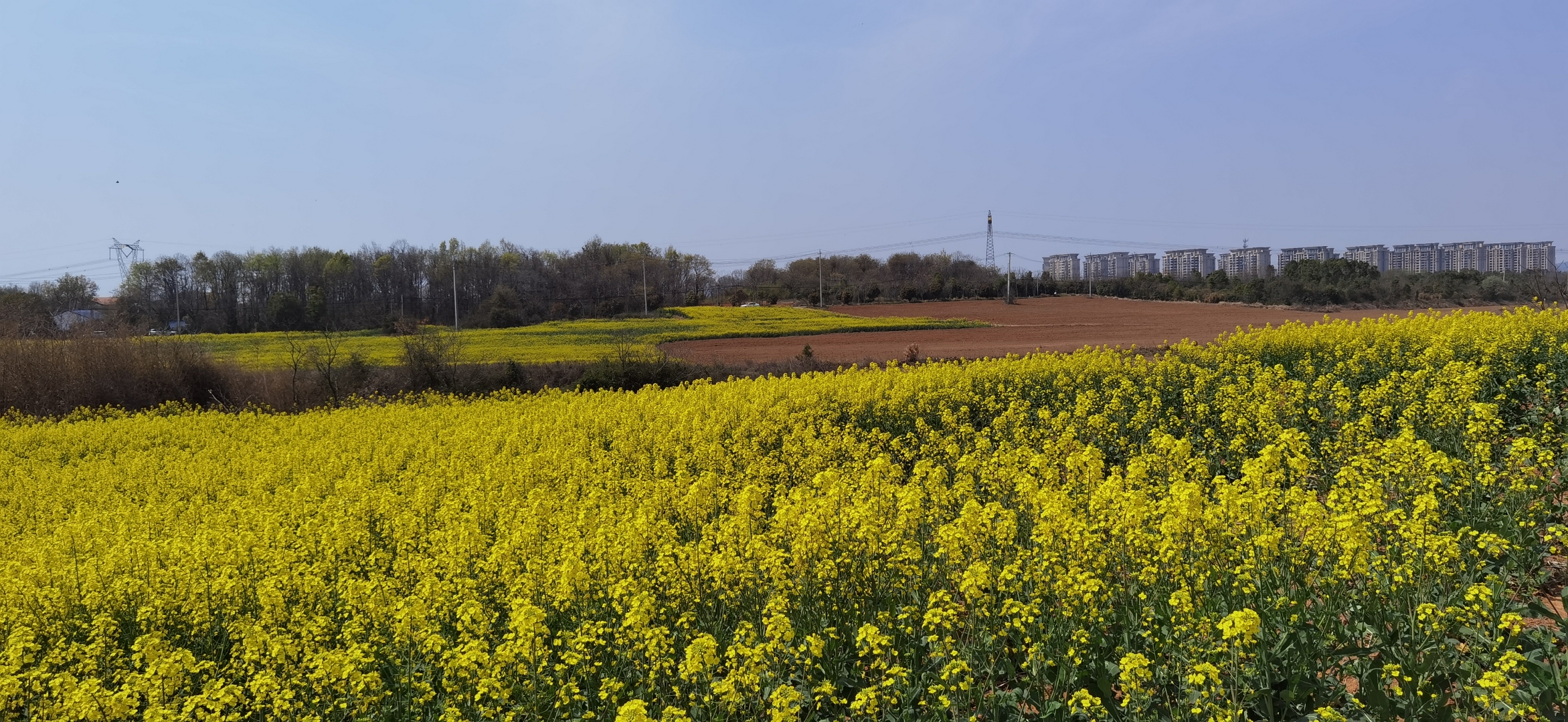 你还在为看油菜花要门票发愁吗?