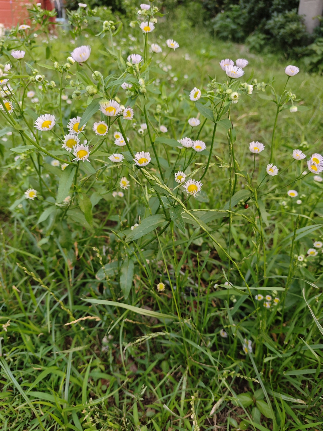 瞧这满野花真美,绿油油的草地上,小白花星星点点,黄心点缀,看着心情都
