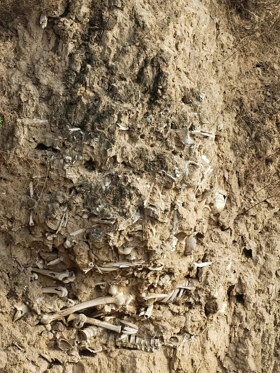 山西稷山县发现的一处"万人坑",位于玉璧城遗址附近的黄土断崖上,层