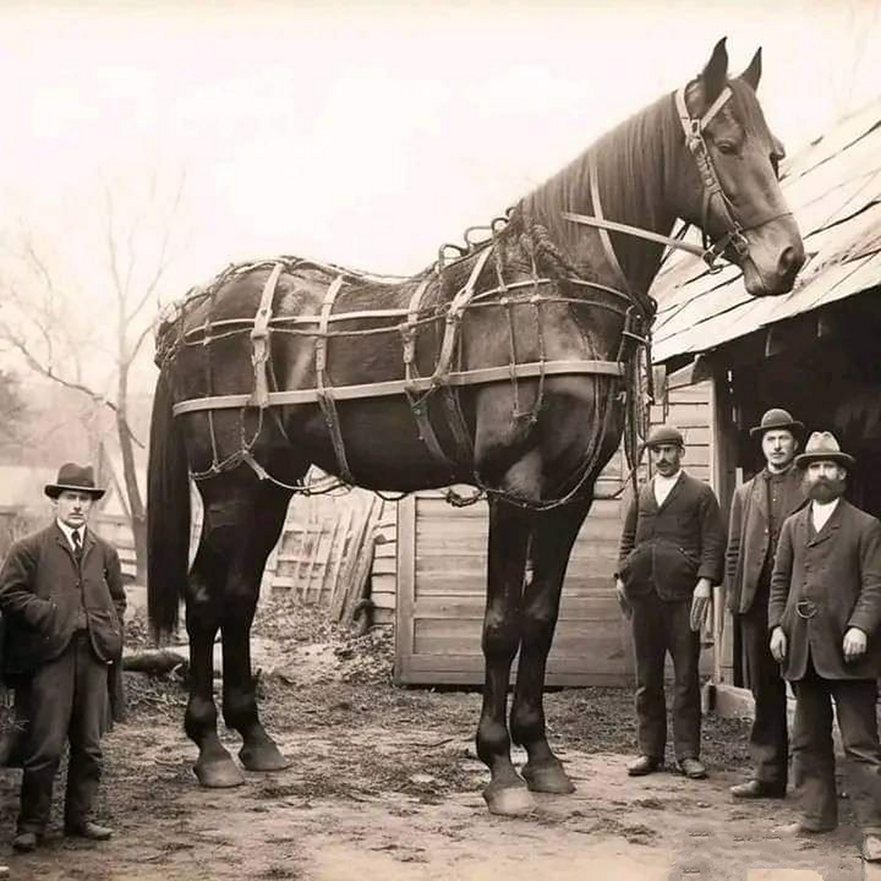 19世纪末欧洲超级重型挽马