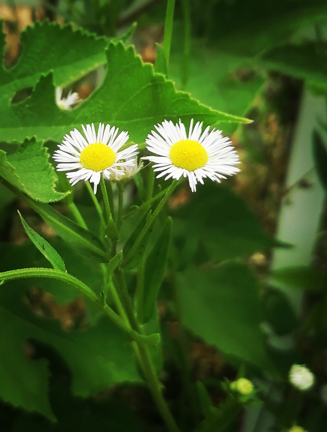 "持身如泰山九鼎凝然不动,则愆尤自少; 应事若流水落花悠然而逝,则