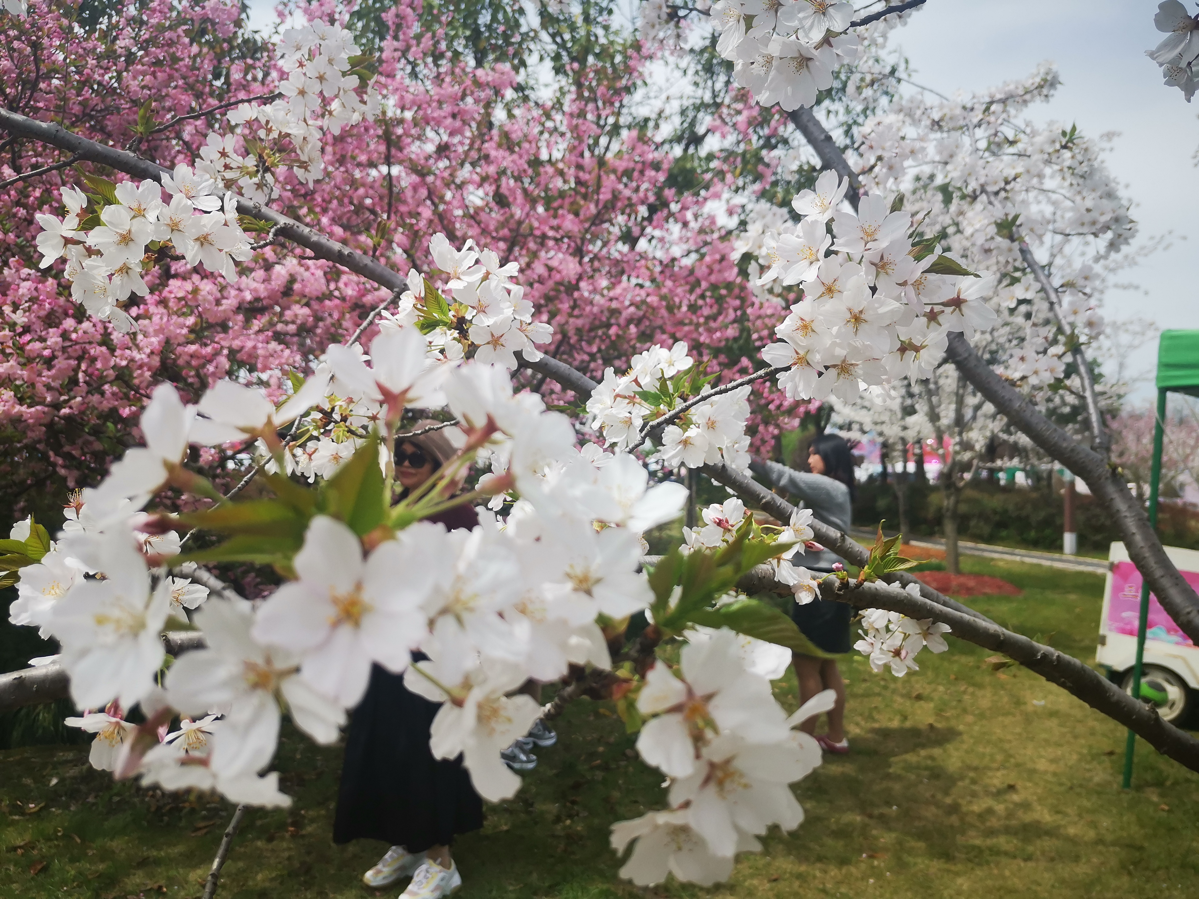 房山兰花公园图片