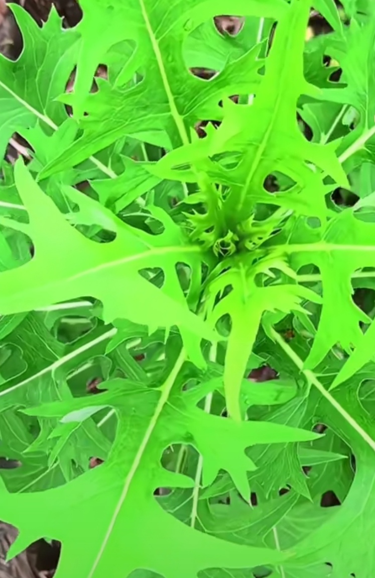 常生长于山谷林下或水沟边山坡田间,叶子有点像蒲公英的植物叫翅果菊