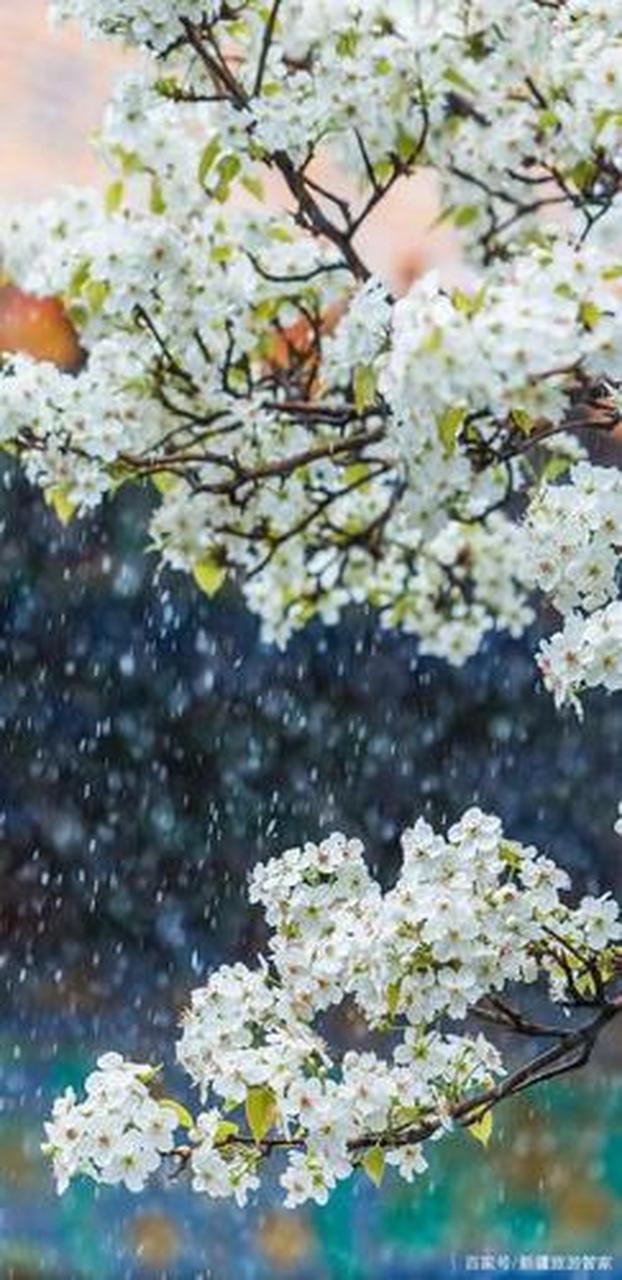 一剪梅:雨打梨花万点愁 雨打梨花万点愁,零落堪忧,烟锁双眸.
