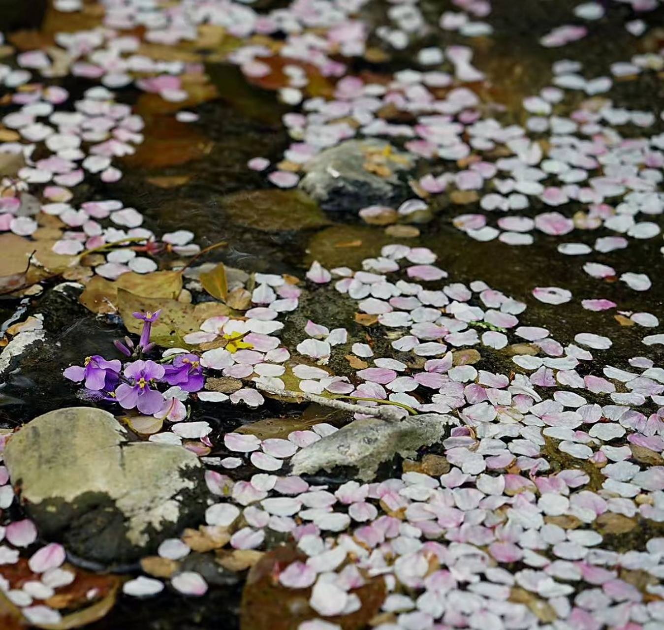 一剪梅:雨打梨花万点愁 雨打梨花万点愁,零落堪忧,烟锁双眸.