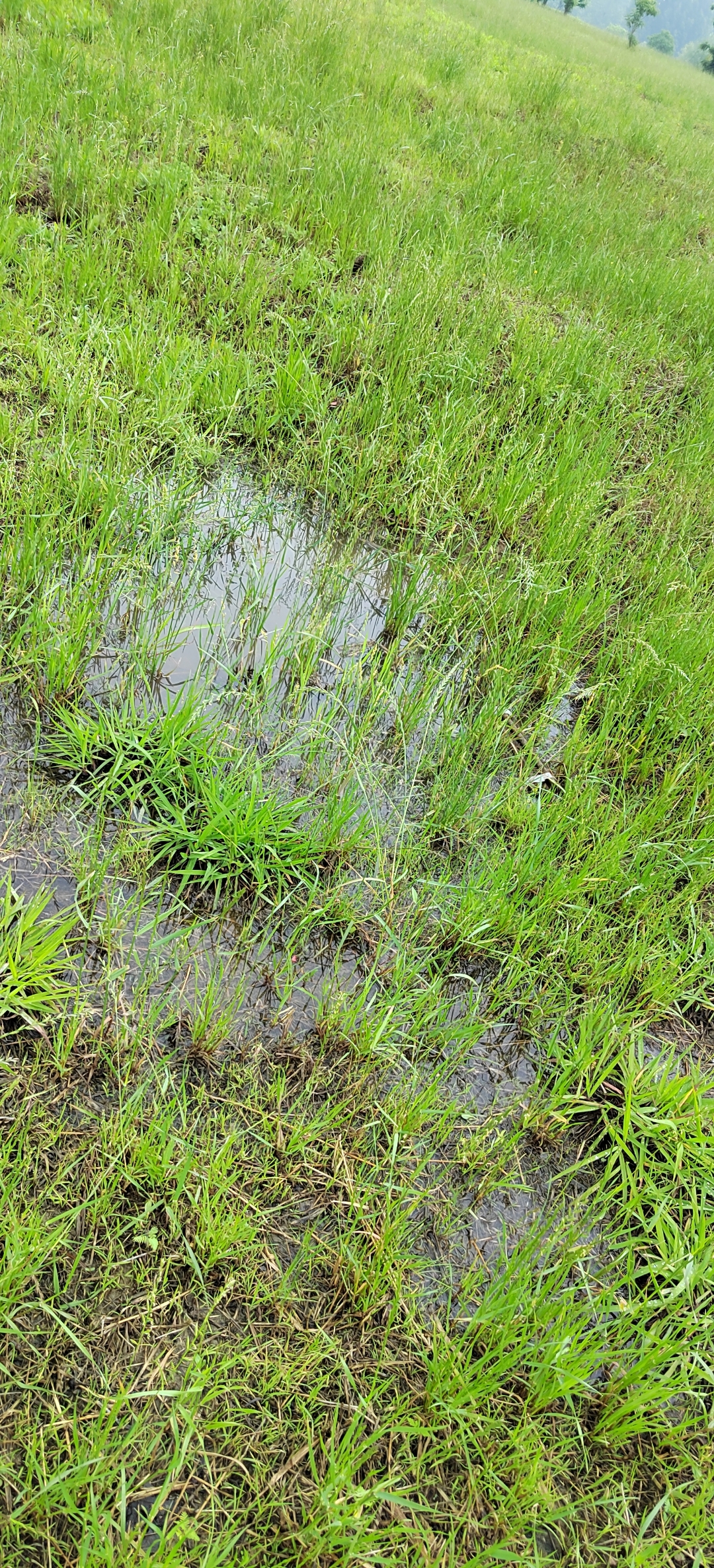 经过昨晚一夜狂风暴雨的洗礼,今天的草原明显的多了很