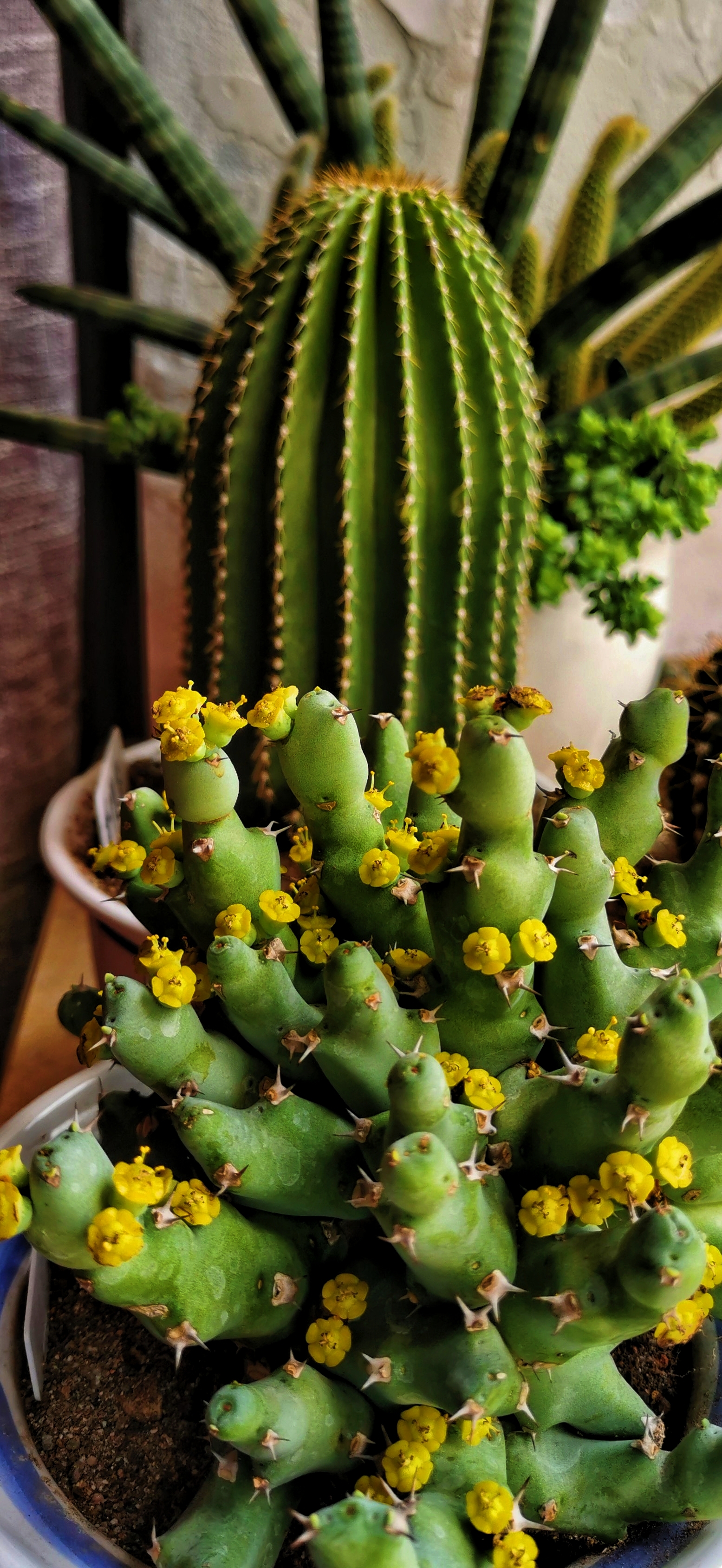 罕见多肉植物"无叶金刚纂"(纂的读音zuan转)