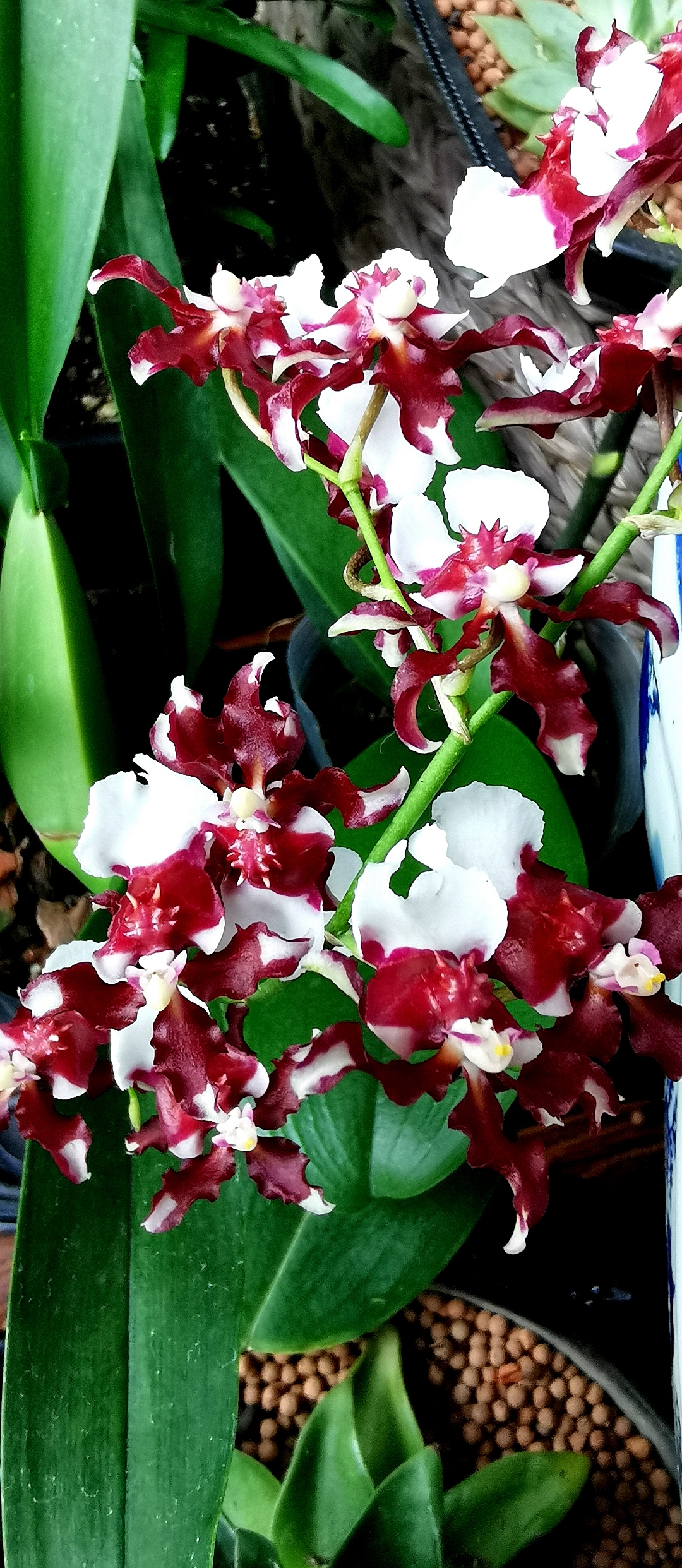 咖啡色混白色花朵十分罕见!也別喜欢!