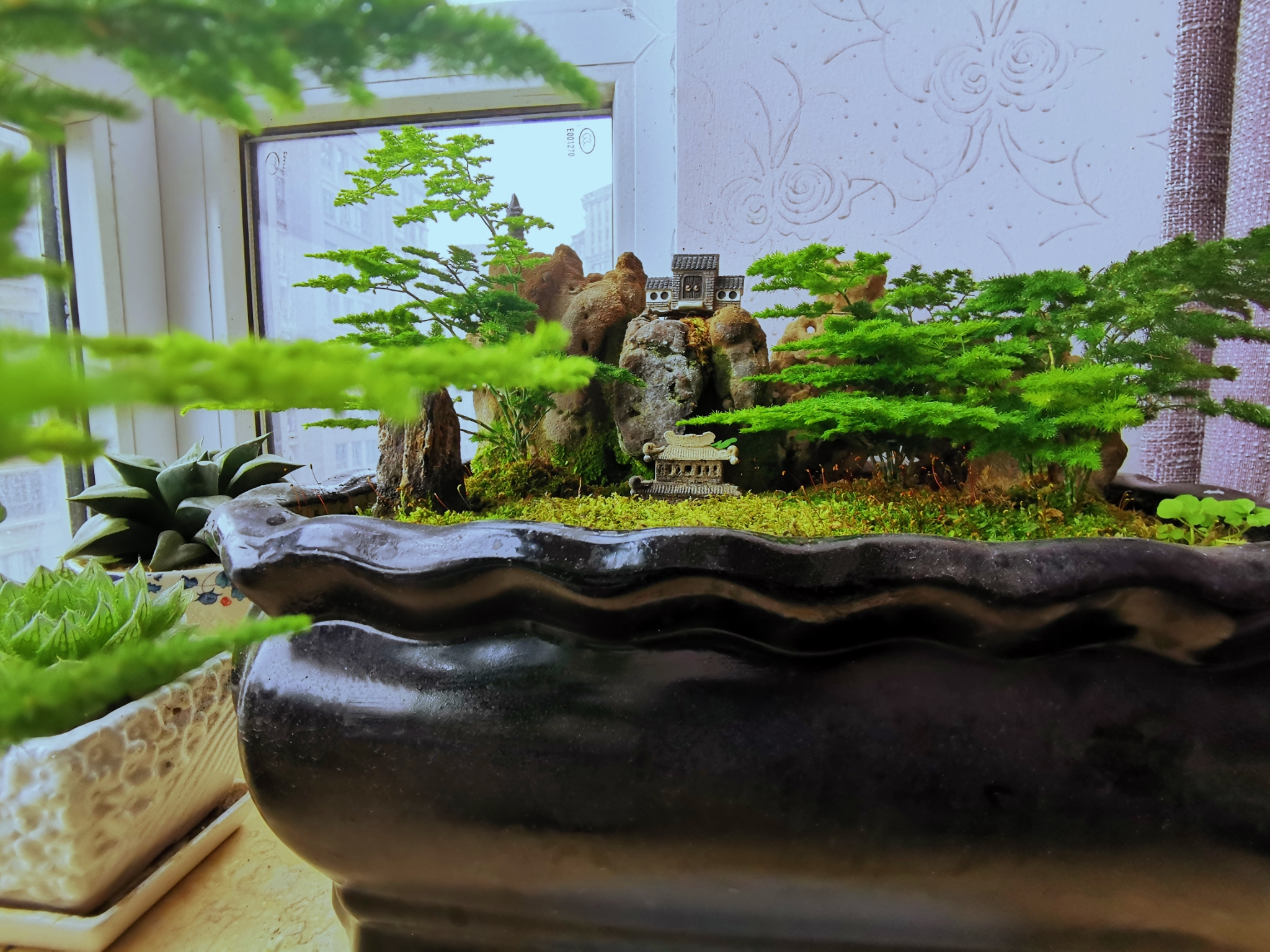窗头上的春意(云竹盆景摄影)