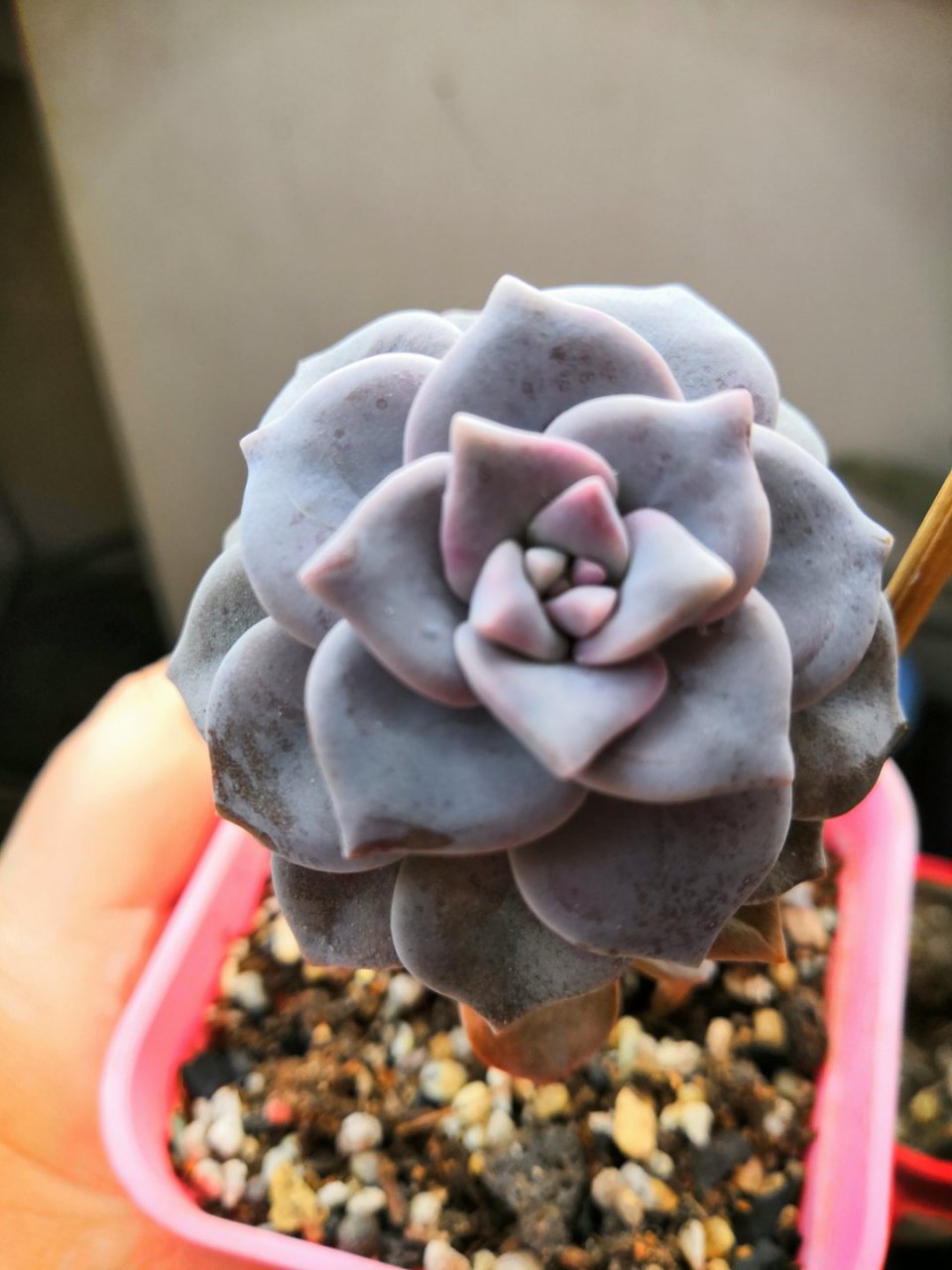 每天认识一种植物# 多肉旭鹤和紫乐的区别.