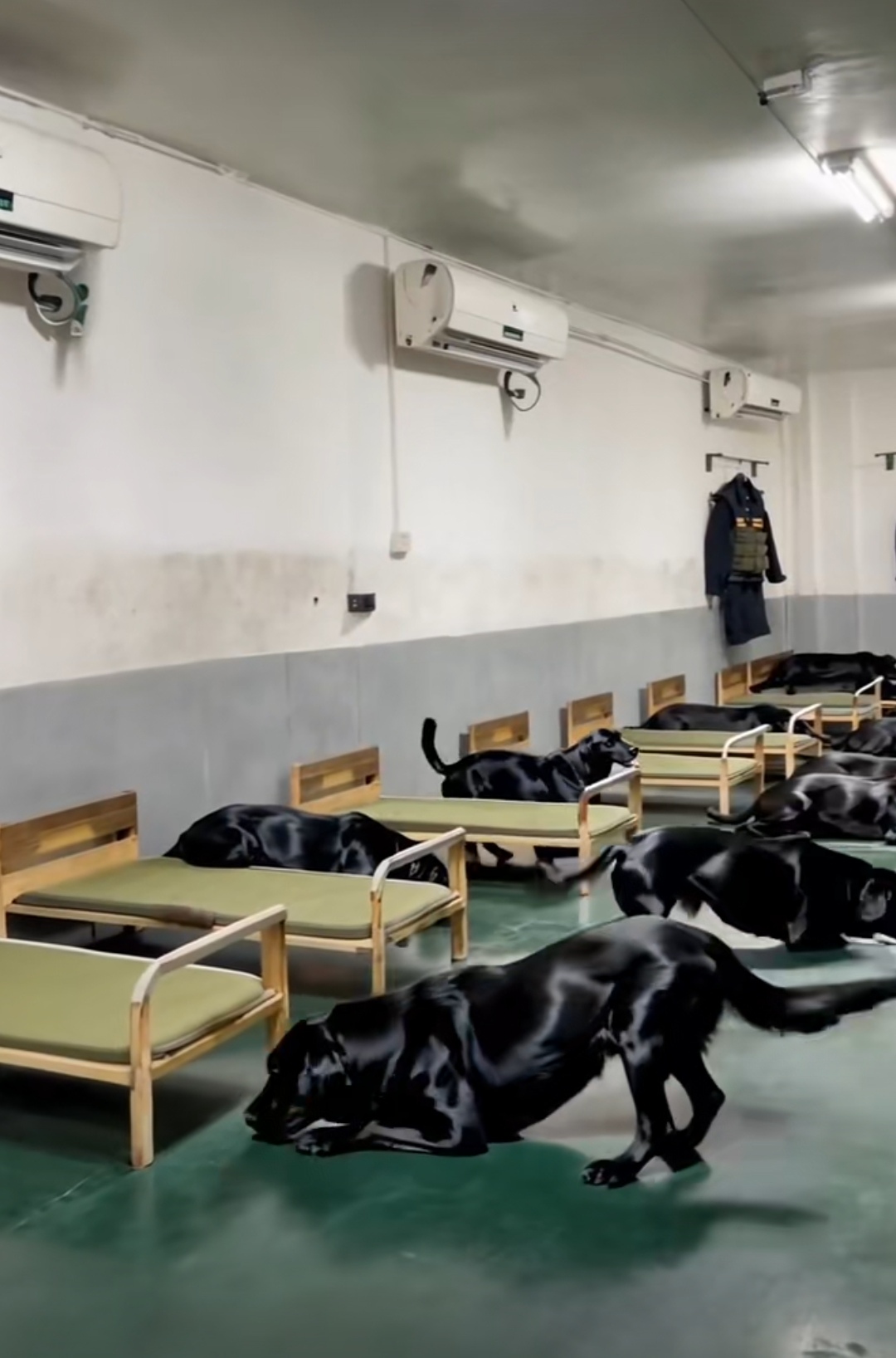 警犬学校纪律强,队列整齐步铿锵.吃饭好似冲锋仗,睡觉也守军规章