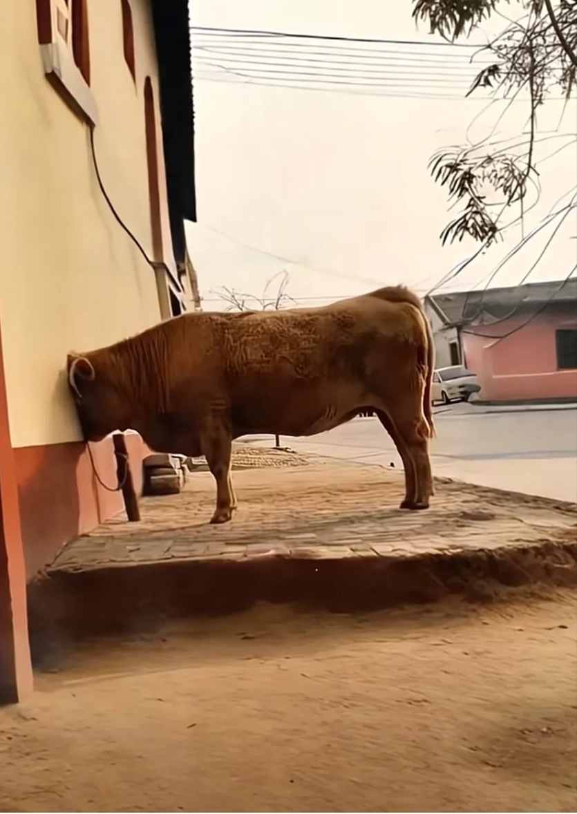 家人们,我可算知道"一吐为快"啥意思了,把压力一股脑倒给牛,我瞬间神