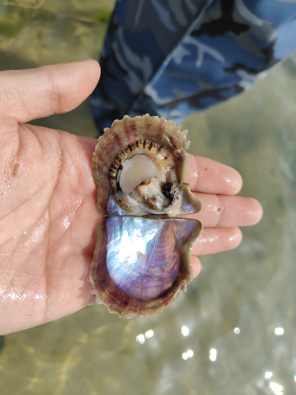 北海合浦南珠(合浦珠母贝培育的珍珠)是珍珠的上品,稀有而珍贵.