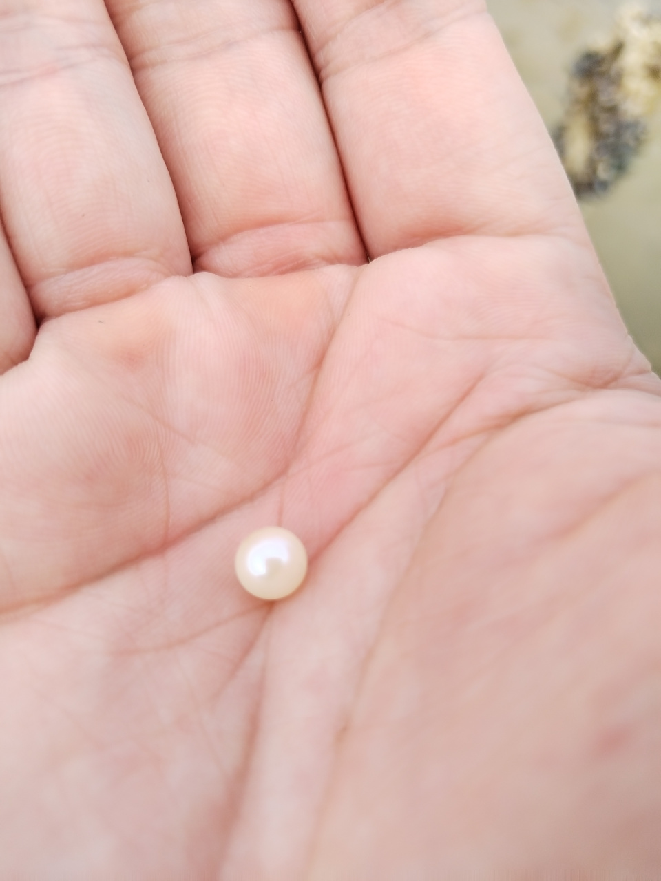 北海合浦南珠(合浦珠母贝培育的珍珠)是珍珠的上品,稀有而珍贵.