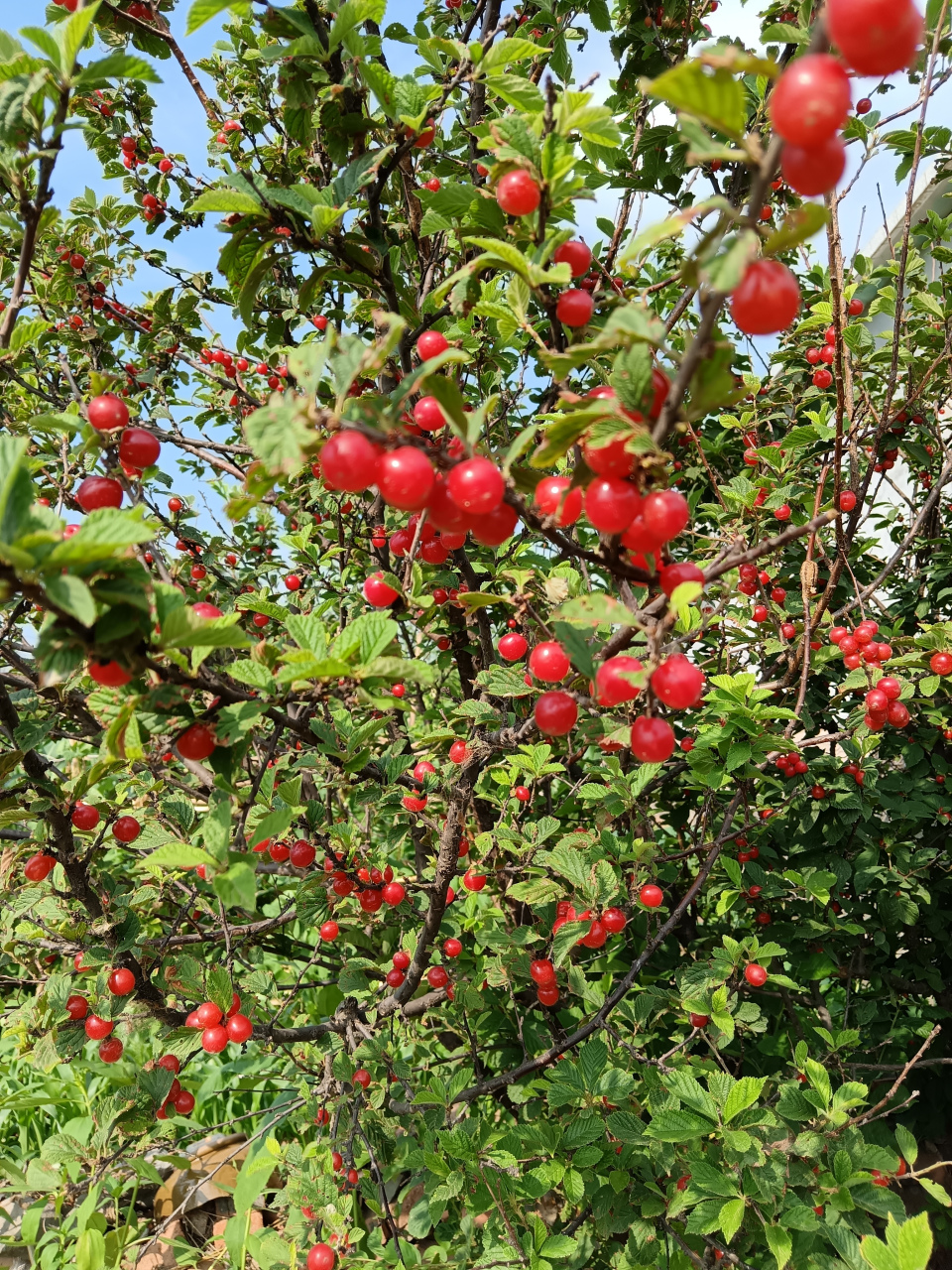 控糖日记12 7月11日 今天是数伏的第一天,按照北方的习俗,头伏吃饺子