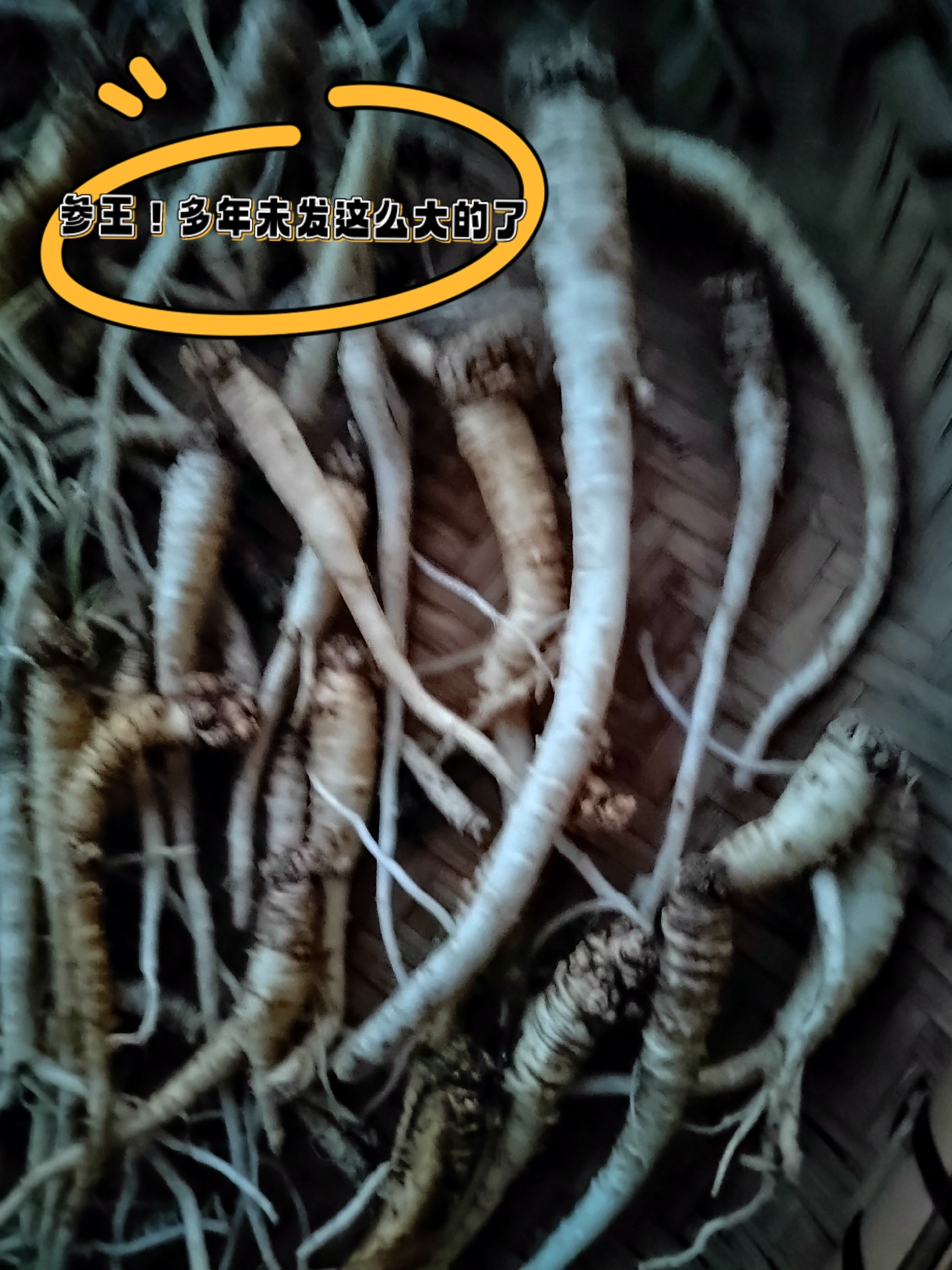 野生臭参,滋补好品!