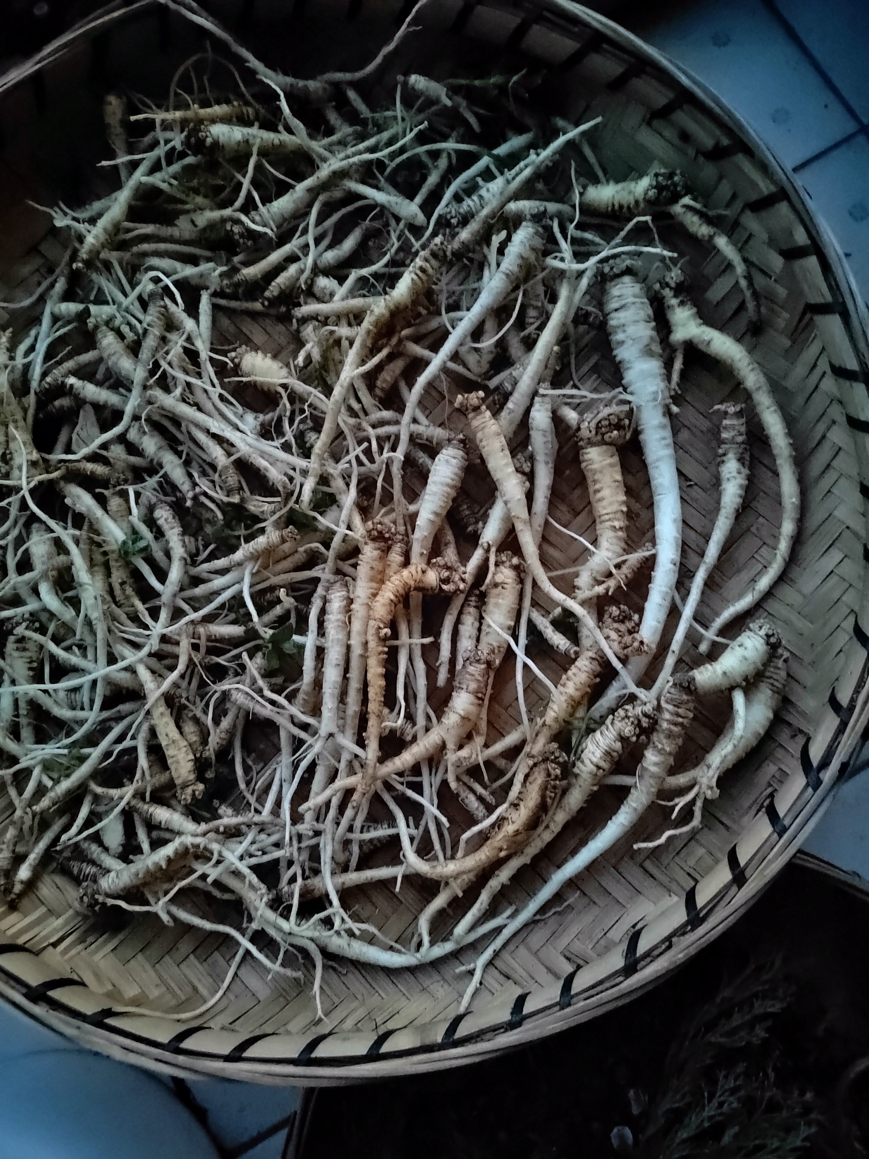 野生臭参,滋补好品!