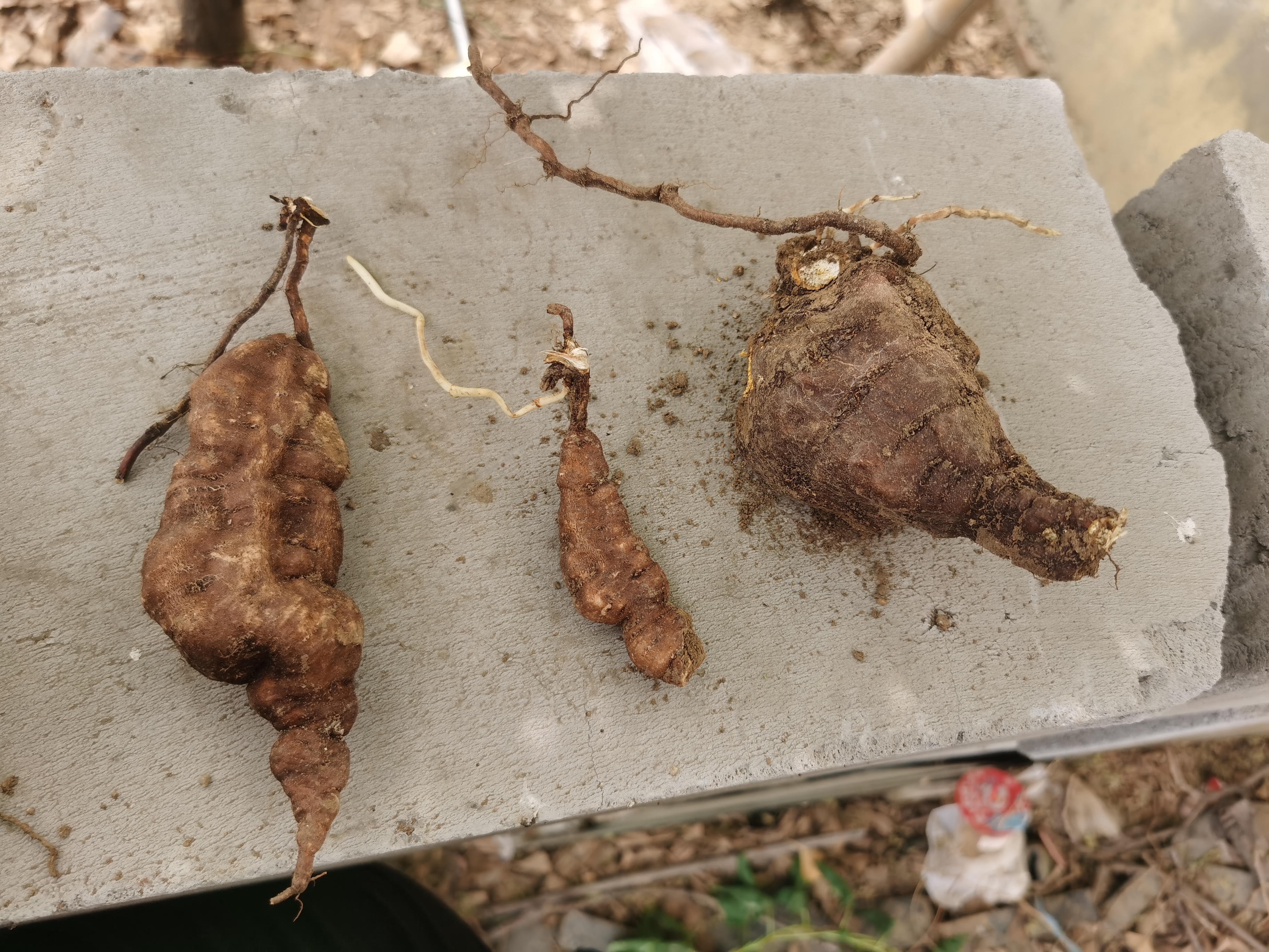 今天偶遇一株千年何首乌,心中激动不已.