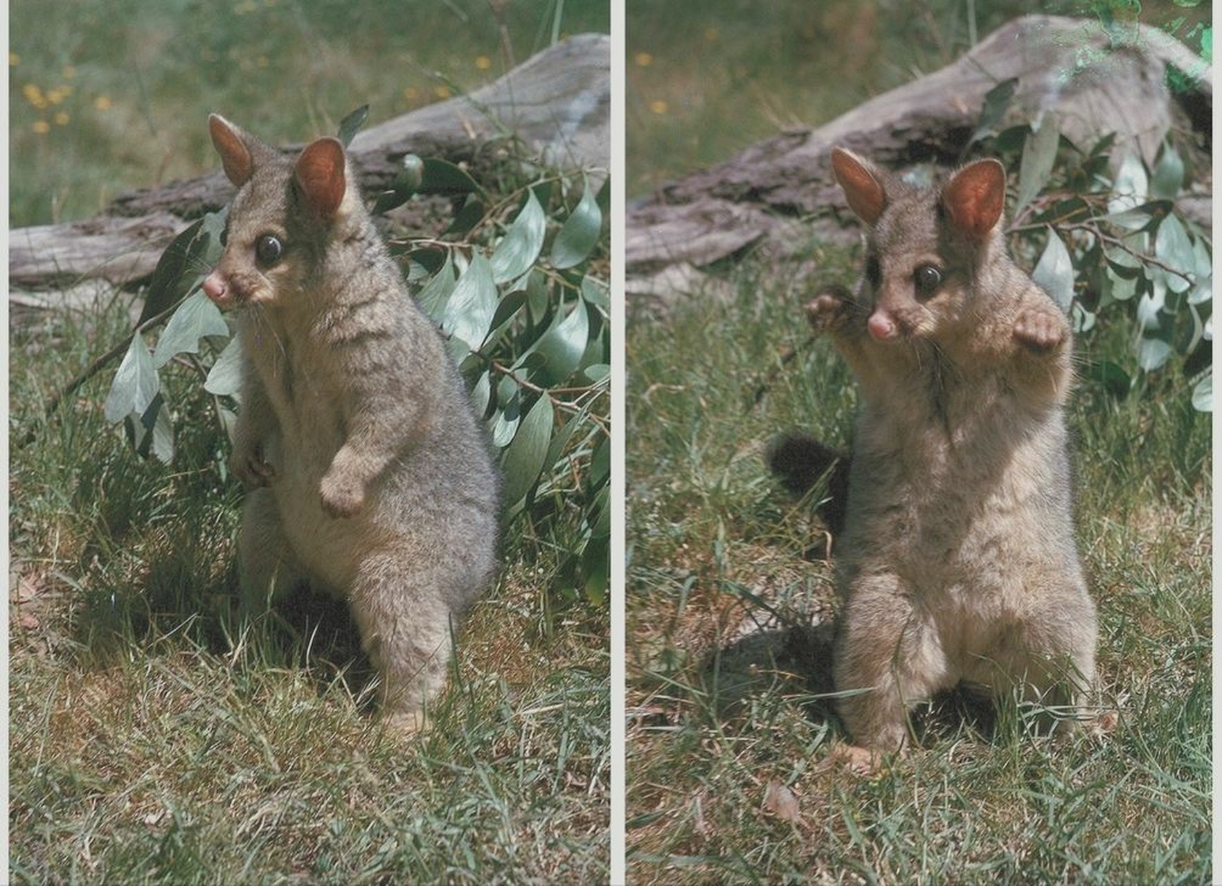 有多大,大概这么大.