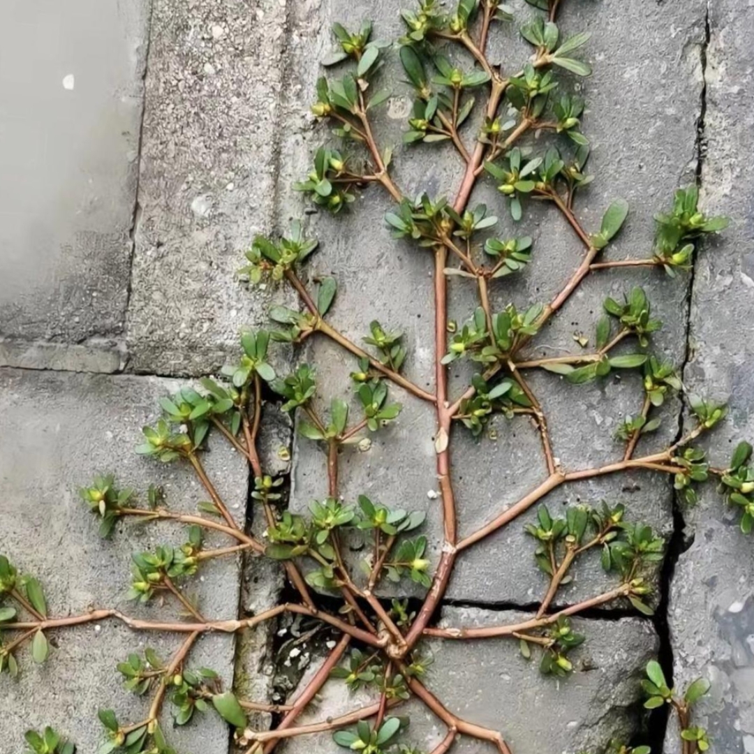 今天第一次来男朋友家,他妈妈竟然给我做这个吃,妈呀他这什么意思?