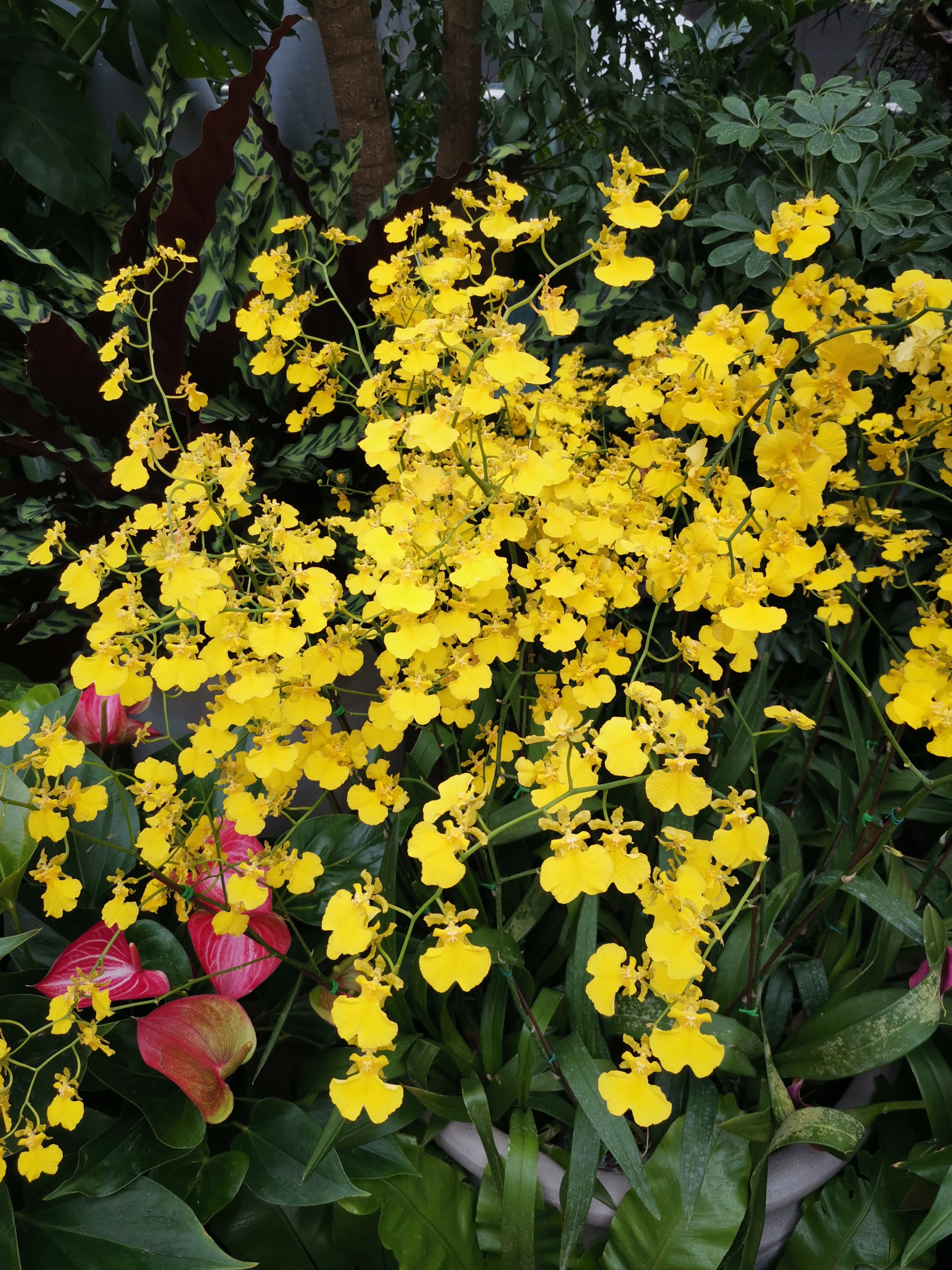 北京植物园热带温室