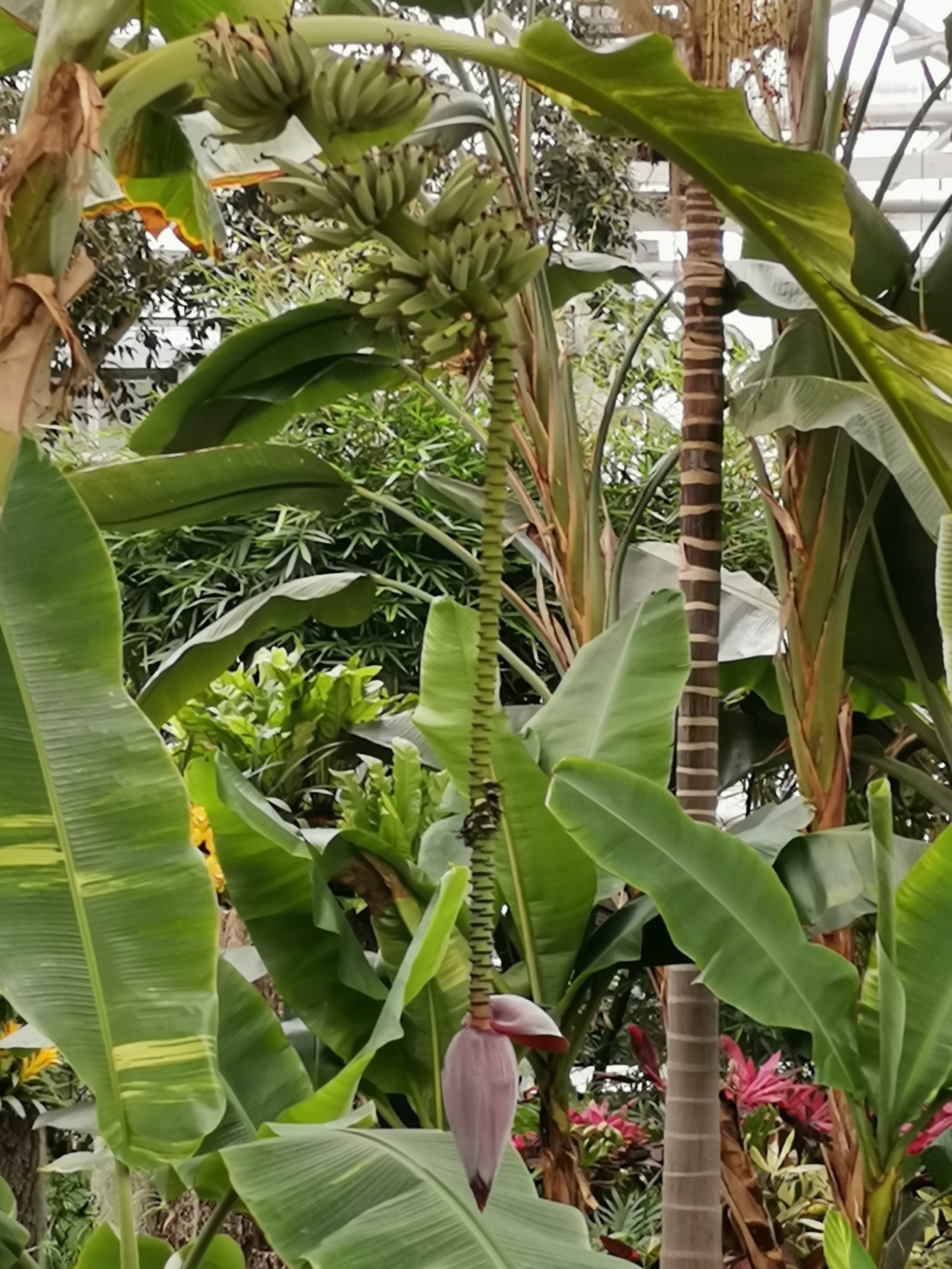 北京植物园热带温室