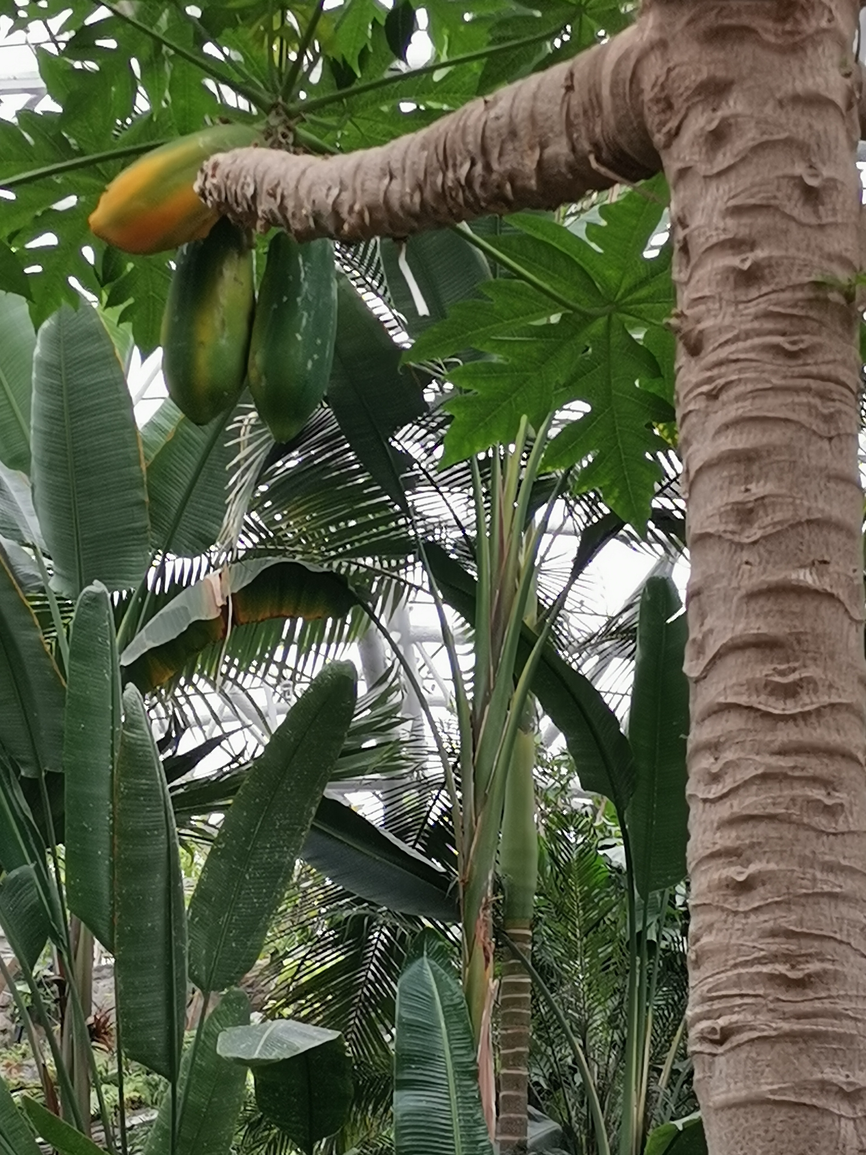 北京植物园热带温室