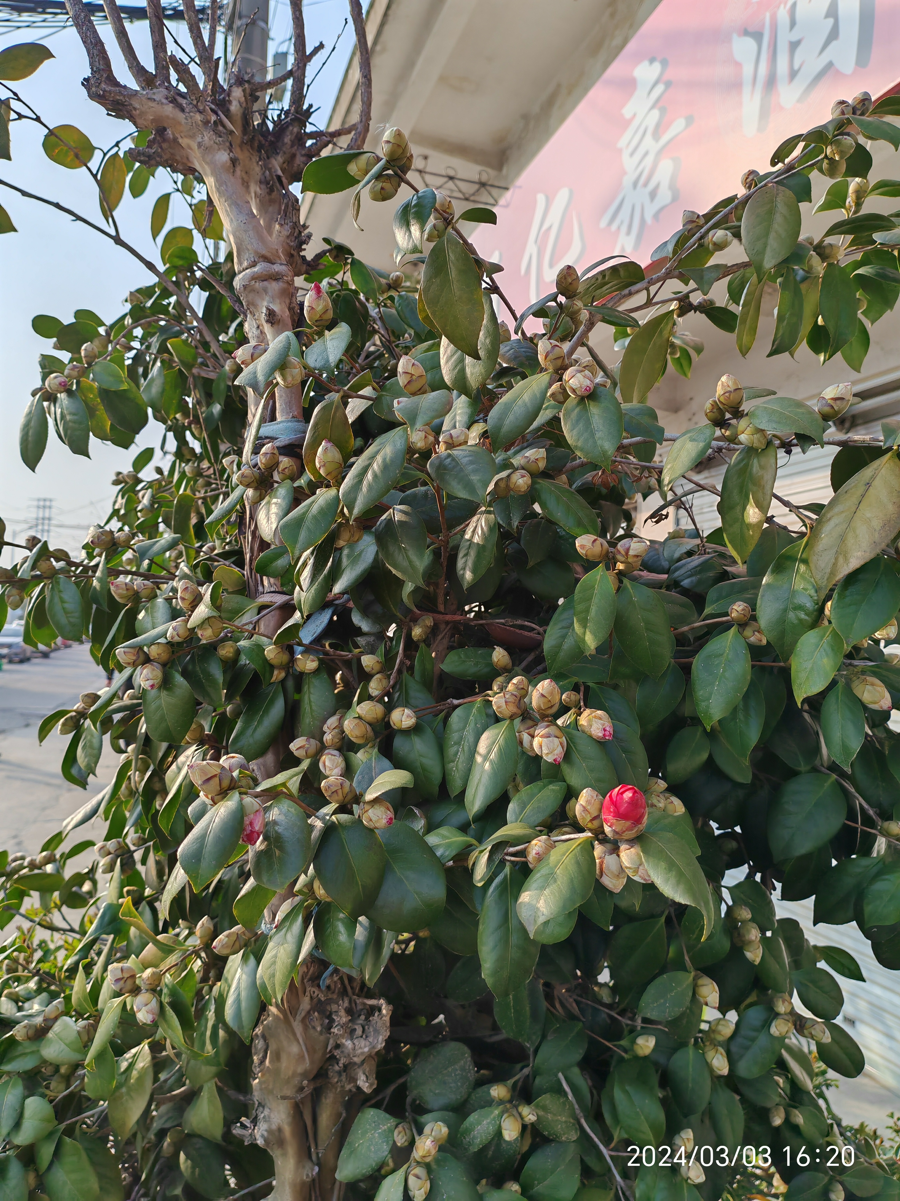 山茶花骨朵图片