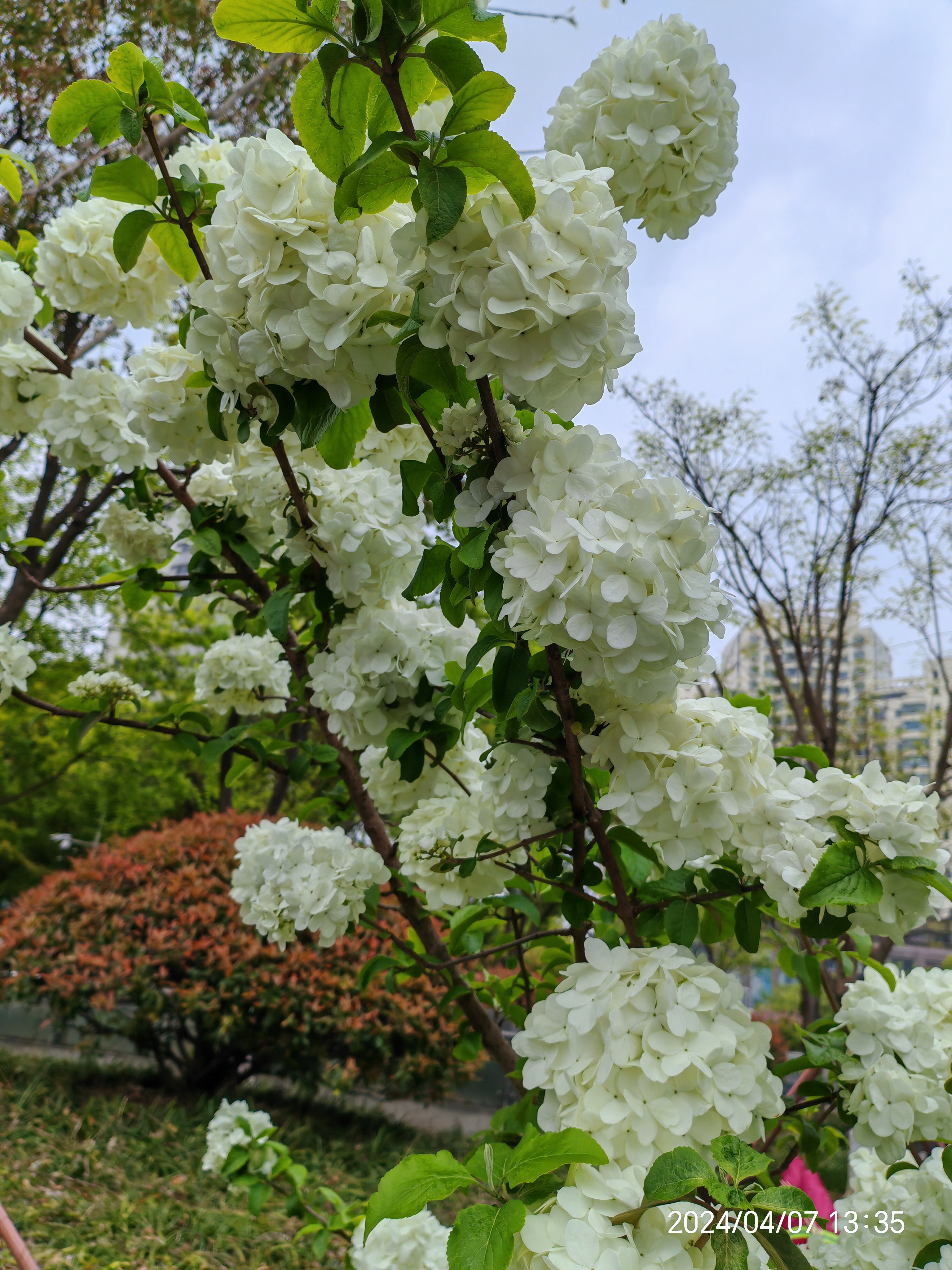 真是一树的花!白色绣球花!