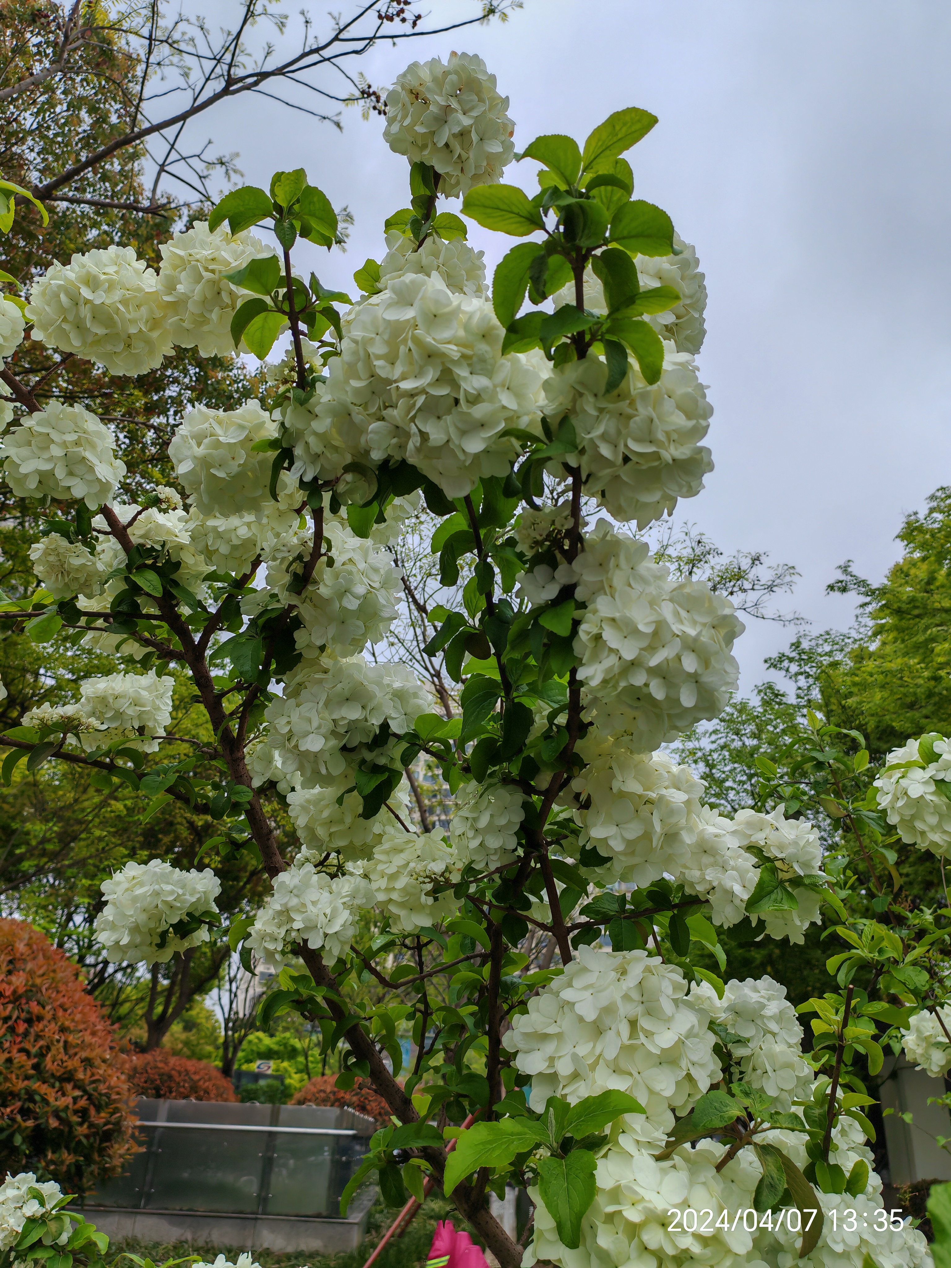 真是一树的花!白色绣球花!