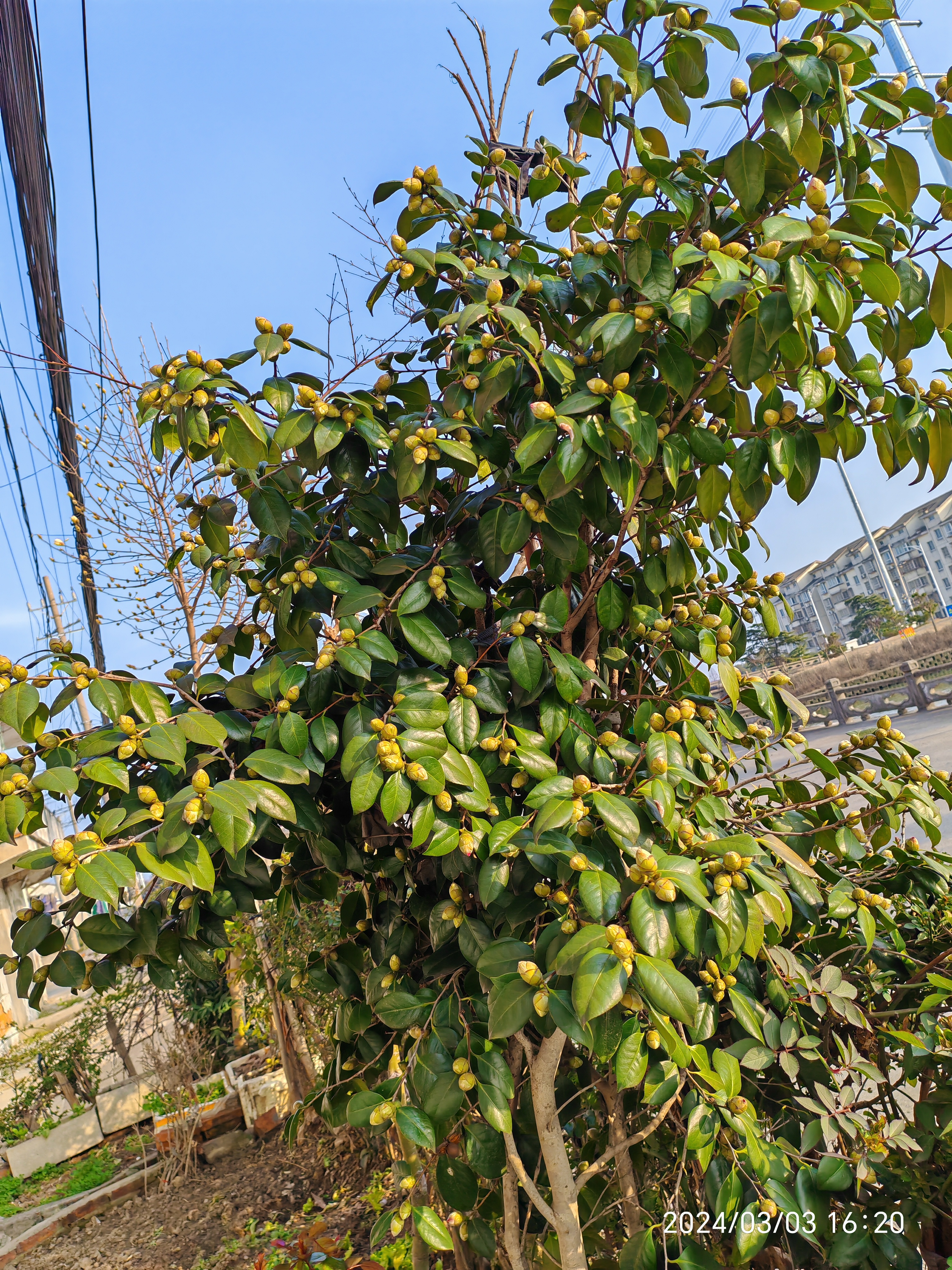 山茶花骨朵图片