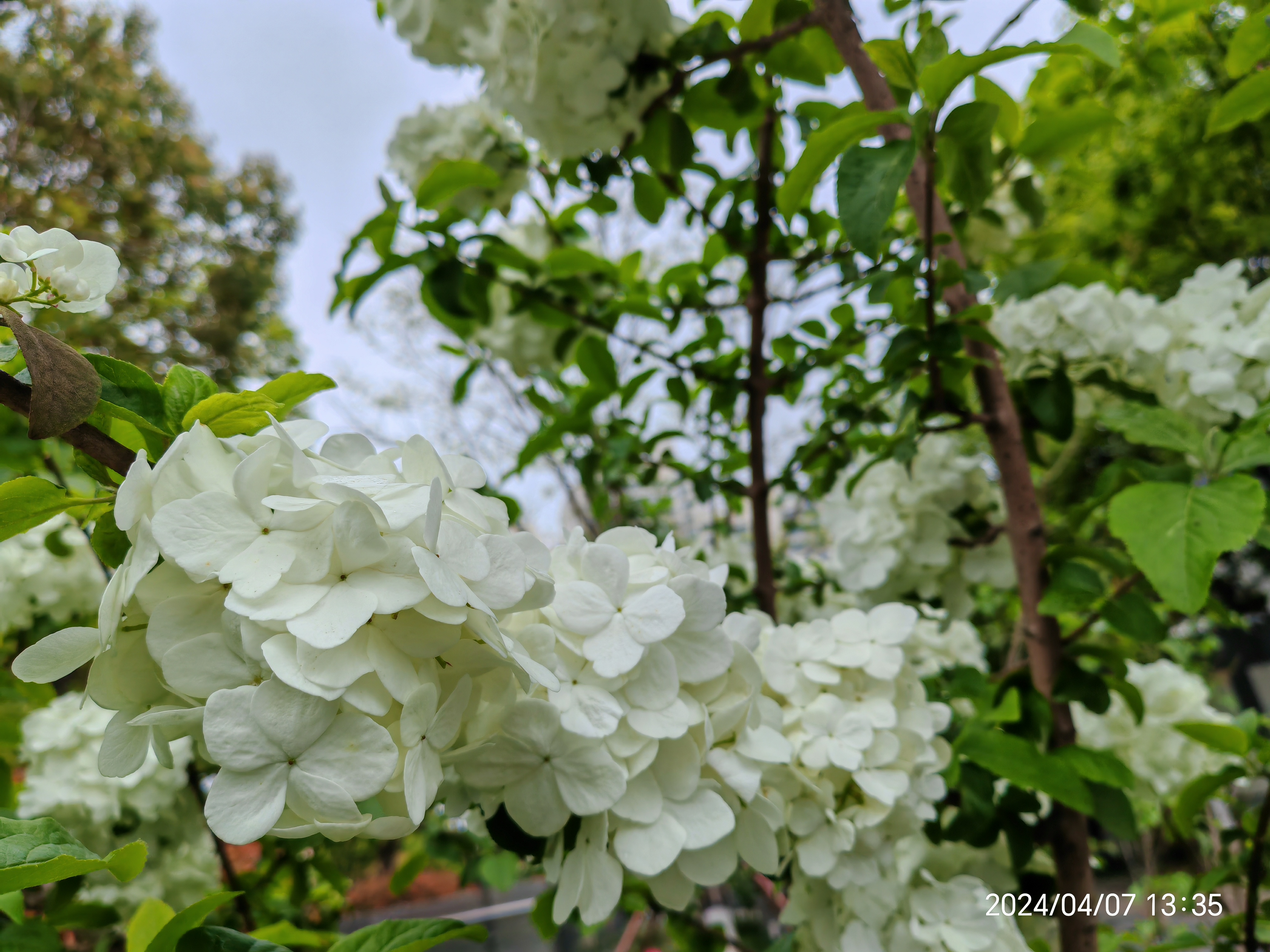 真是一树的花!白色绣球花!