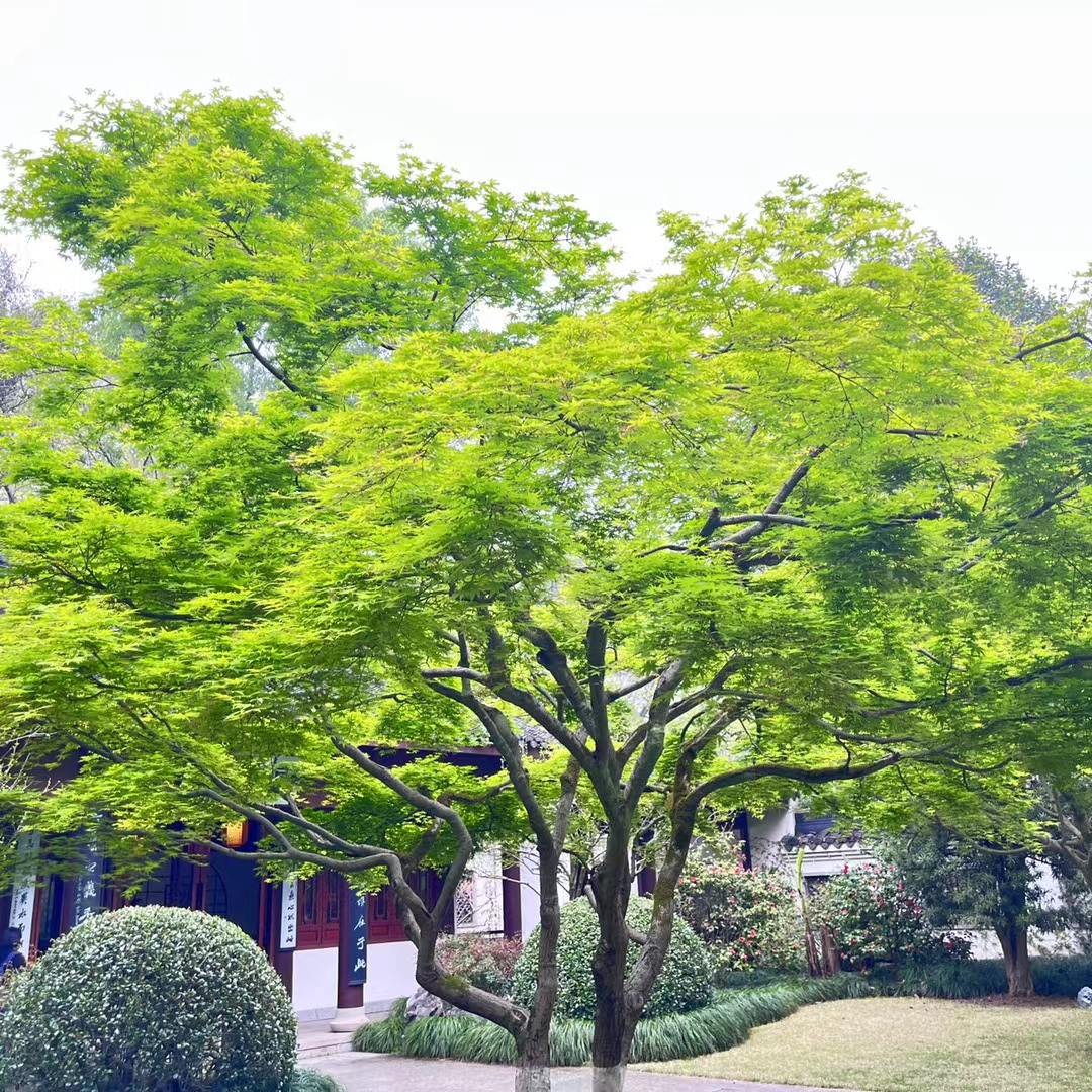 春天来了,树都是郁郁葱葱!青翠欲滴