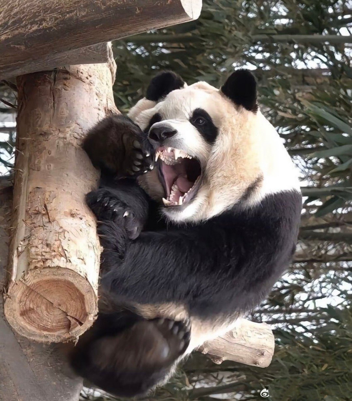 啧啧啧,熊猫这牙,咬竹子嘎嘣脆,感觉一口能把我胳膊咬断.