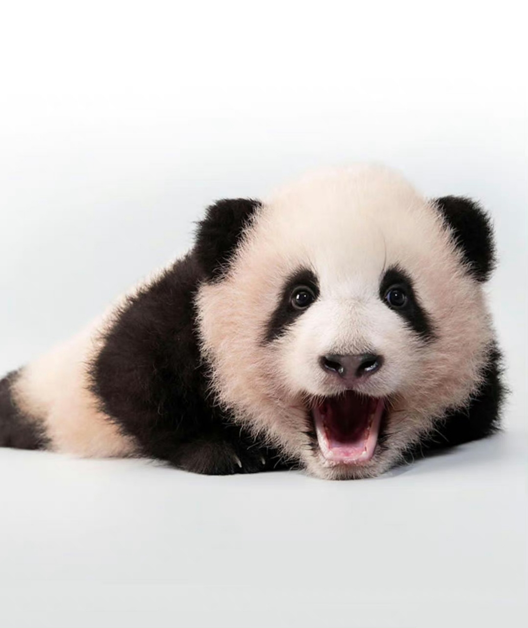 福宝的"开口笑",每天都要这么开心呦!