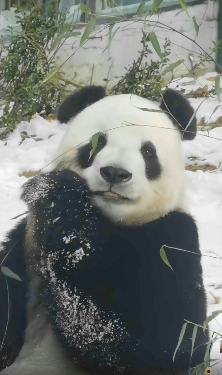 雪中的飞云和雪中的萌兰.