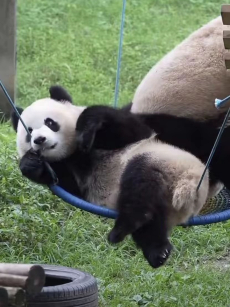 哟,这是谁呀这睡姿这么妖娆!#大熊猫