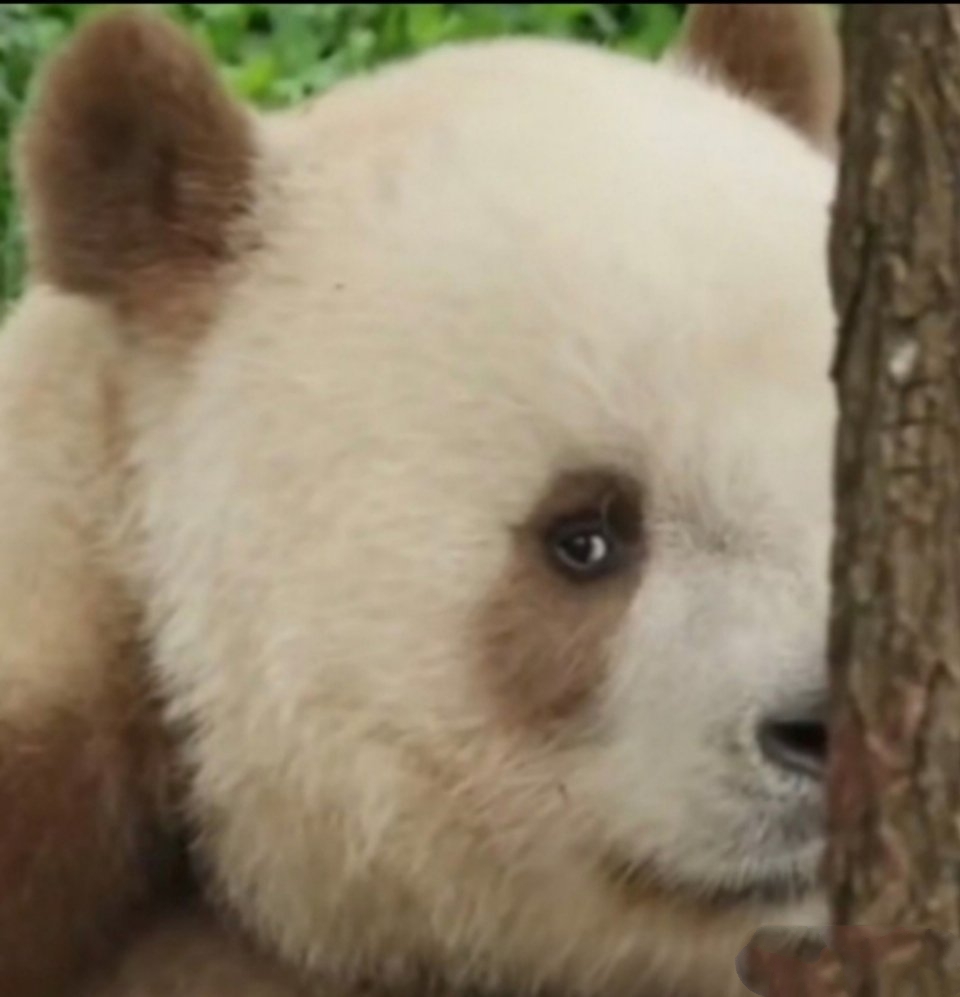 大熊猫七仔总有一种地主家傻儿子的感觉!