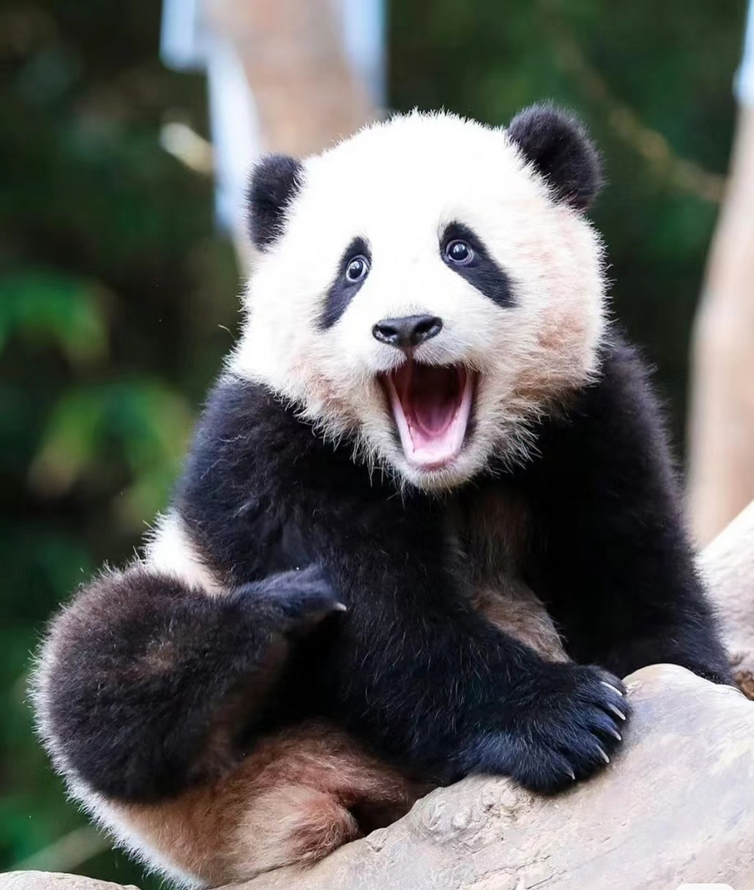 福宝的"开口笑",每天都要这么开心呦!