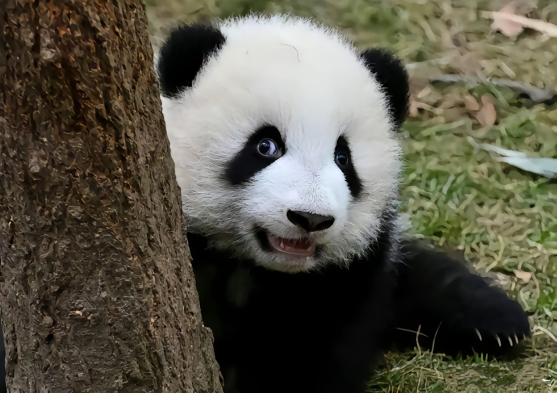 萌兰小时候也太可爱了吧!,第一张真的不是玩具吗?#大熊猫萌兰